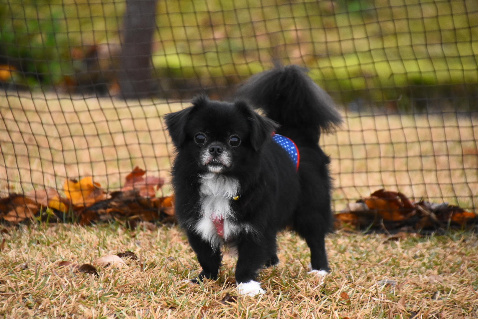 わんにゃんサイトの犬の写真