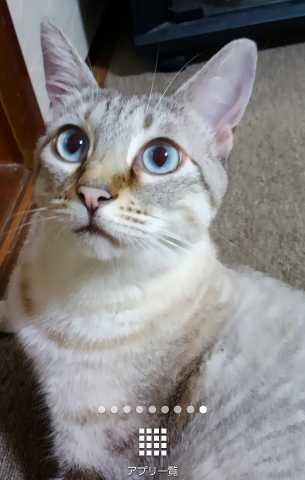 わんにゃんサイトの猫の写真