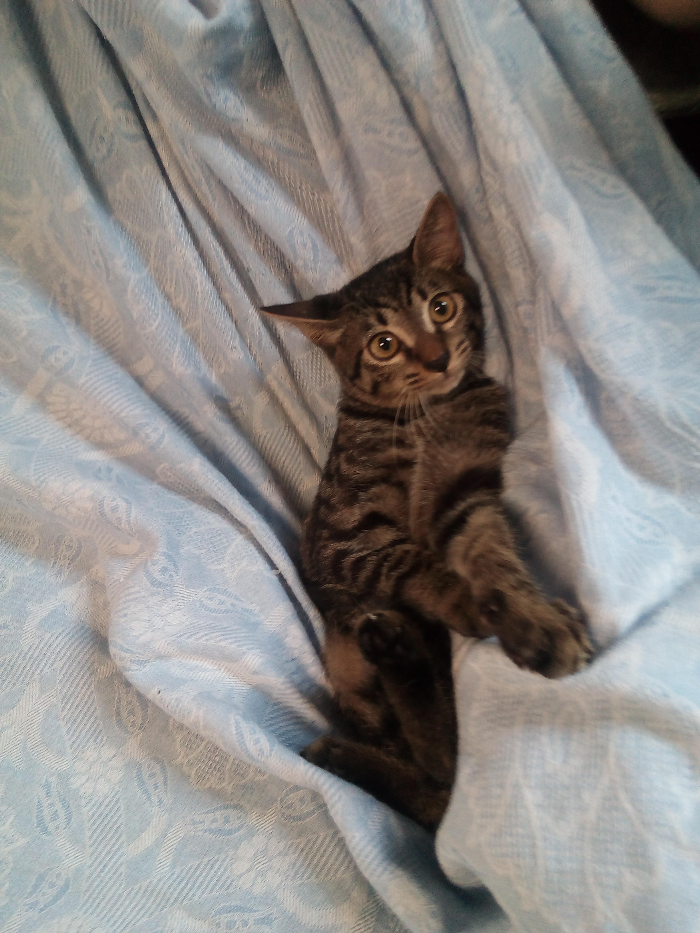 わんにゃんサイトの猫の写真