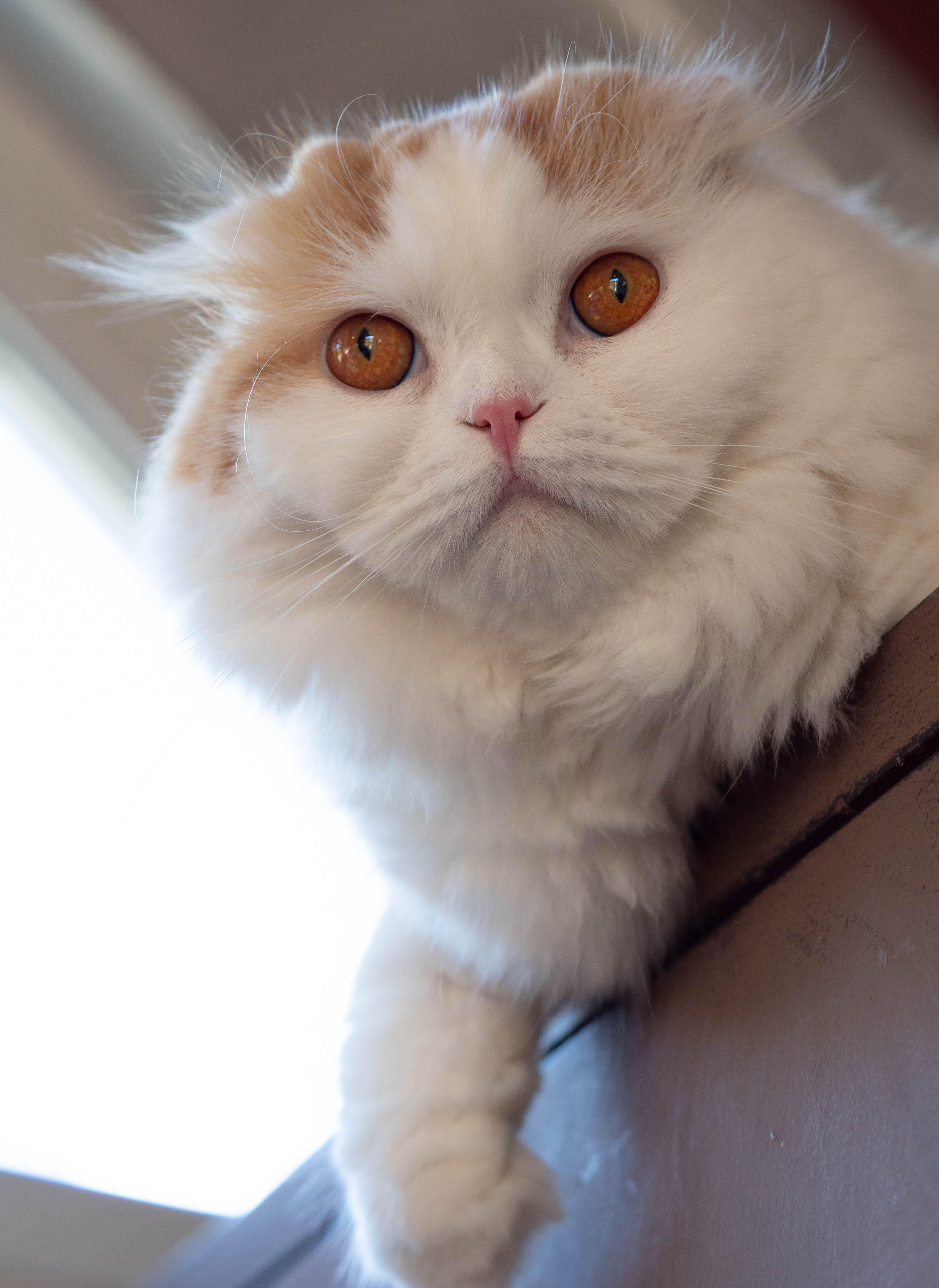 わんにゃんサイトの猫の写真