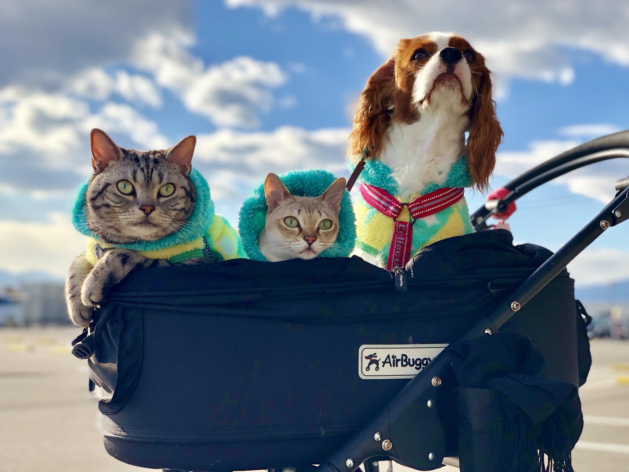 わんにゃんサイトの犬の写真