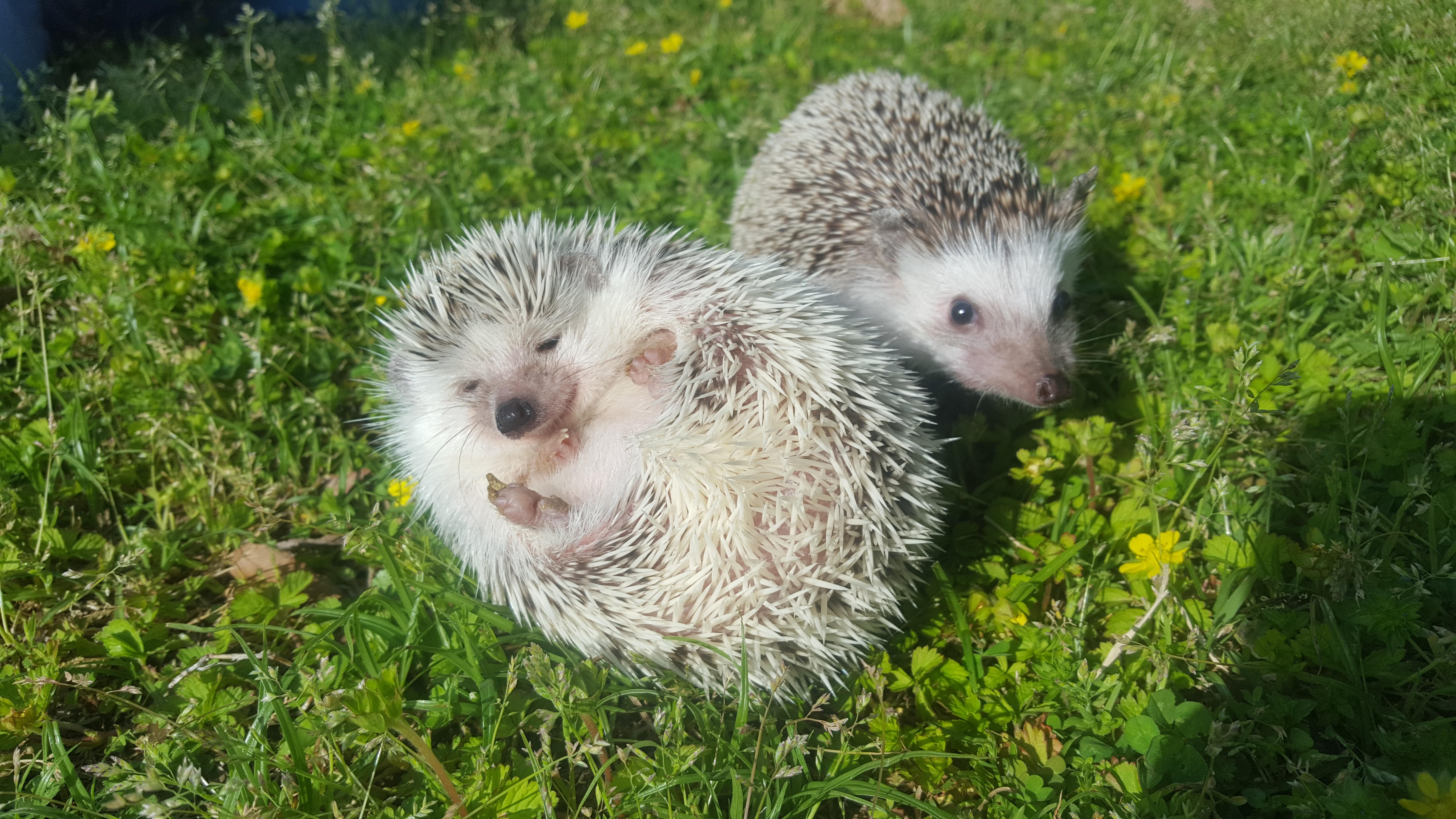 わんにゃんサイトのその他の写真