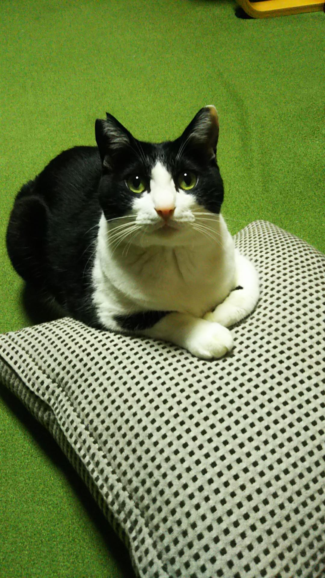 わんにゃんサイトの猫の写真