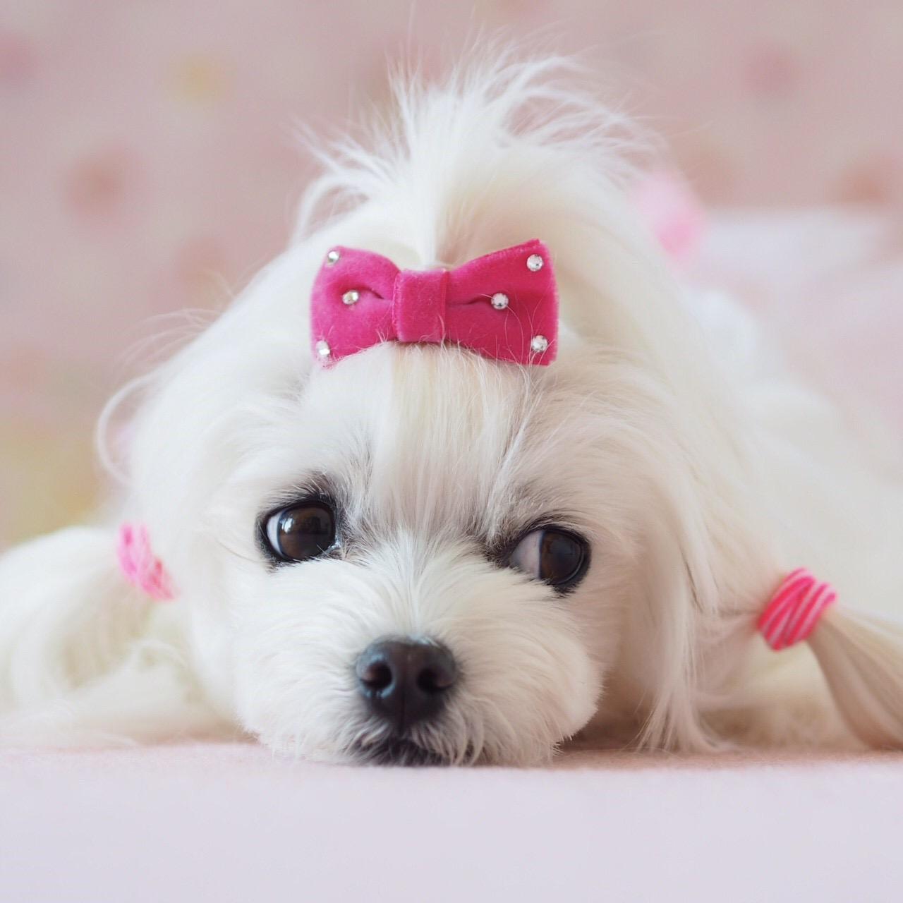 わんにゃんサイトの犬の写真