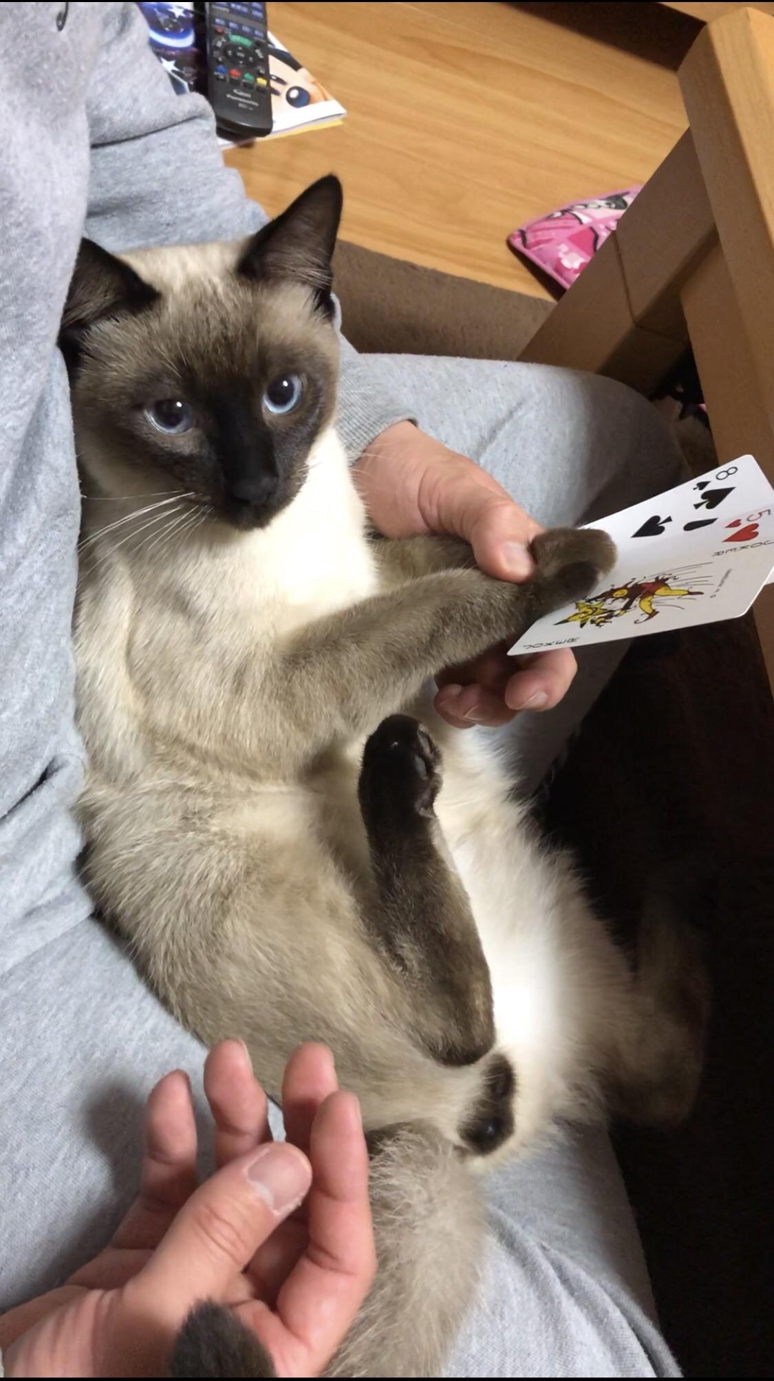 わんにゃんサイトの猫の写真