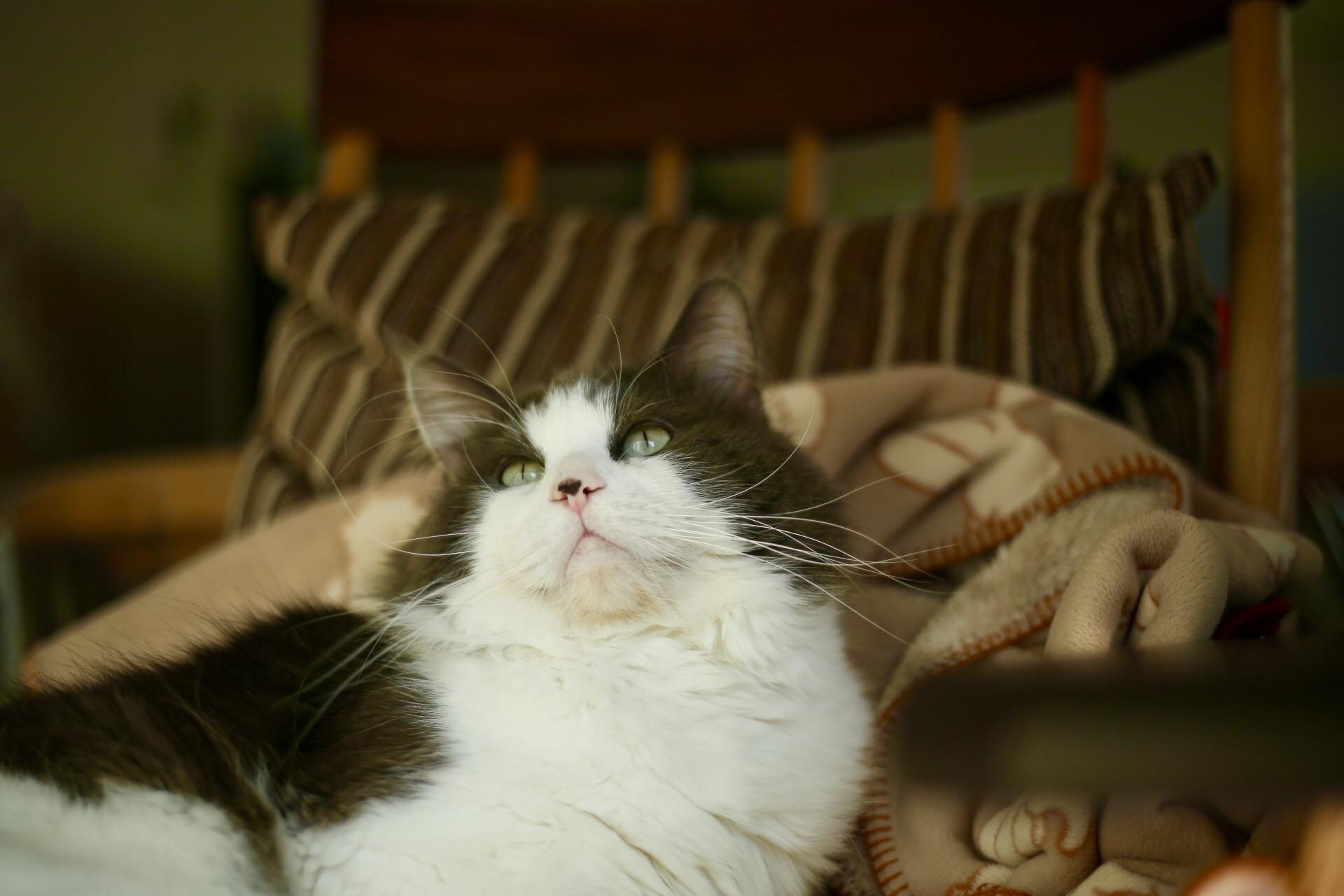 わんにゃんサイトの猫の写真