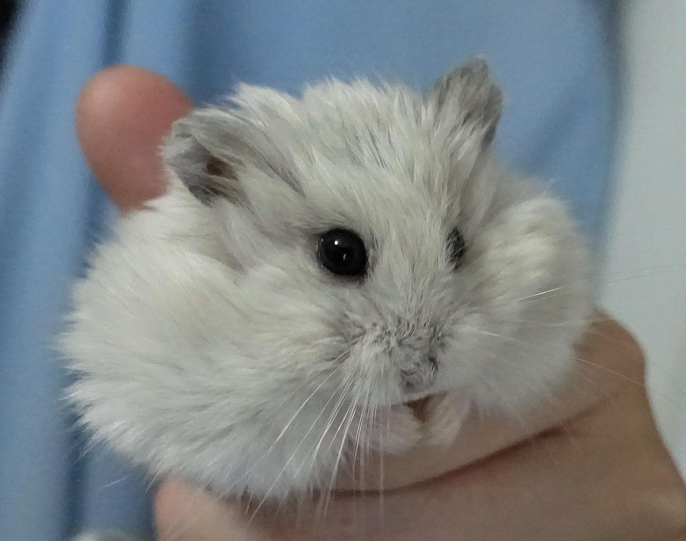 わんにゃんサイトのその他の写真