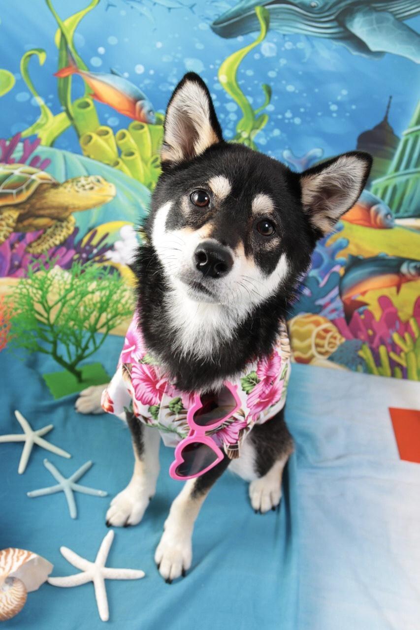 わんにゃんサイトの犬の写真