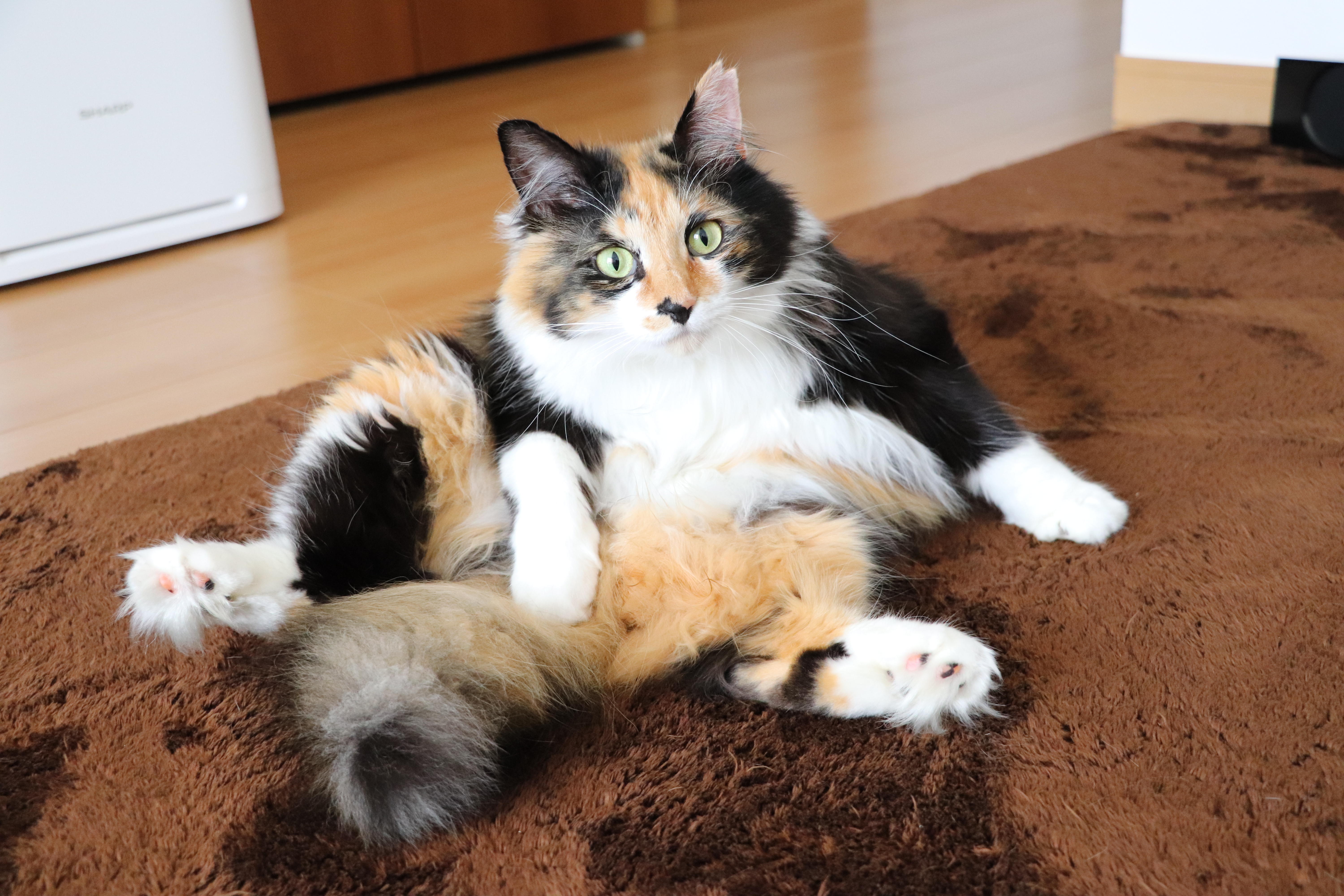 わんにゃんサイトの猫の写真