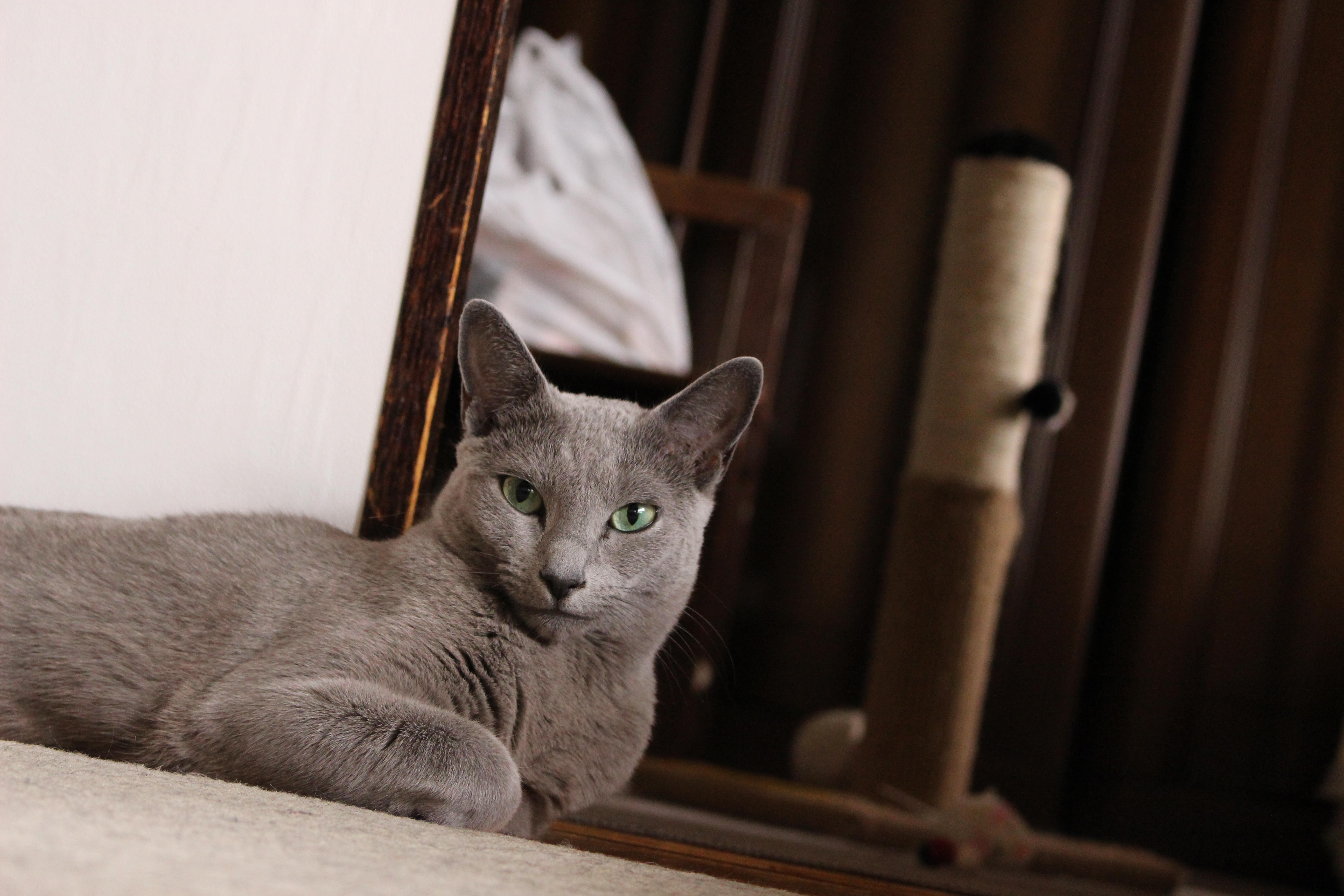 わんにゃんサイトの猫の写真