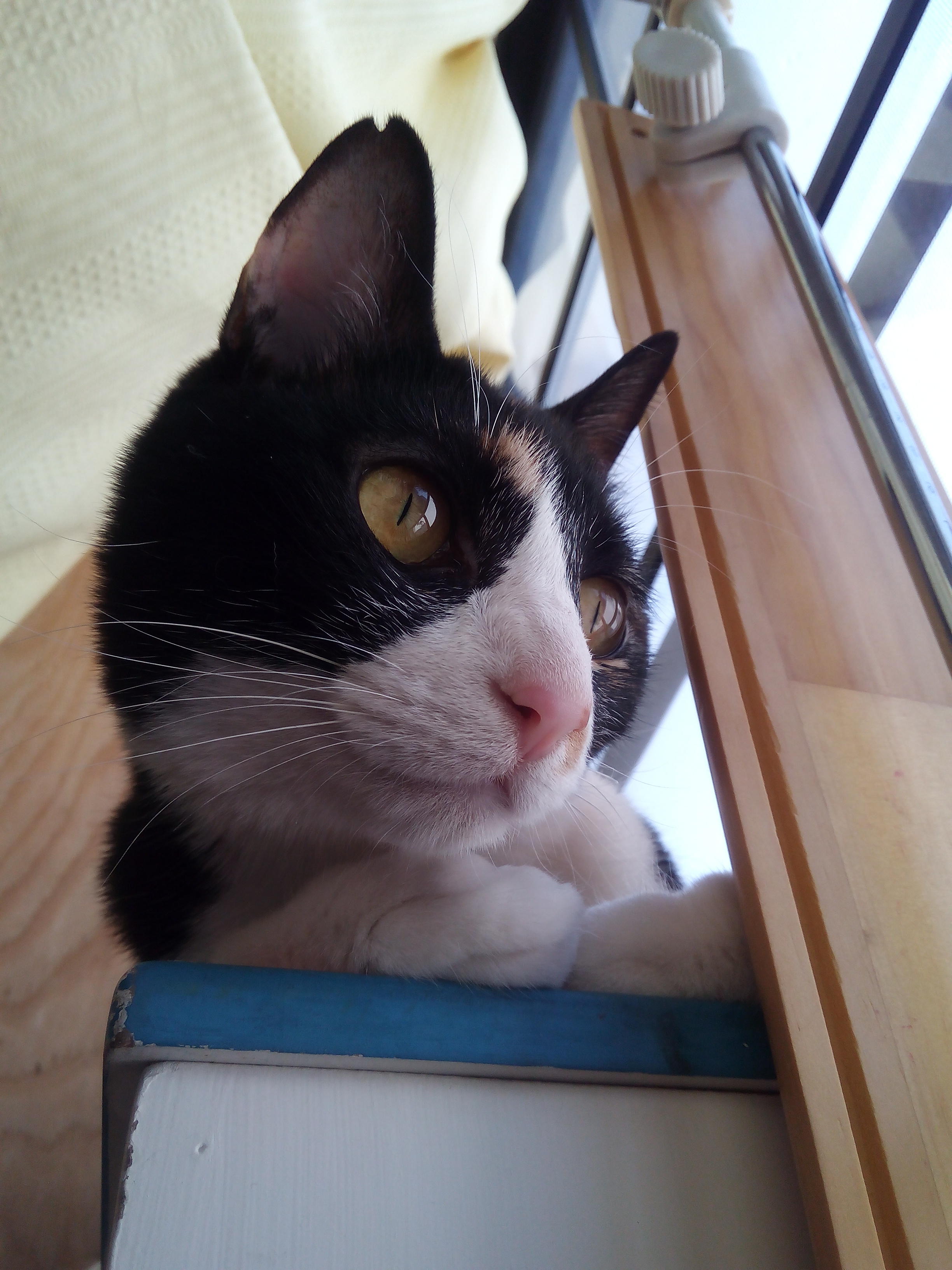 わんにゃんサイトの猫の写真