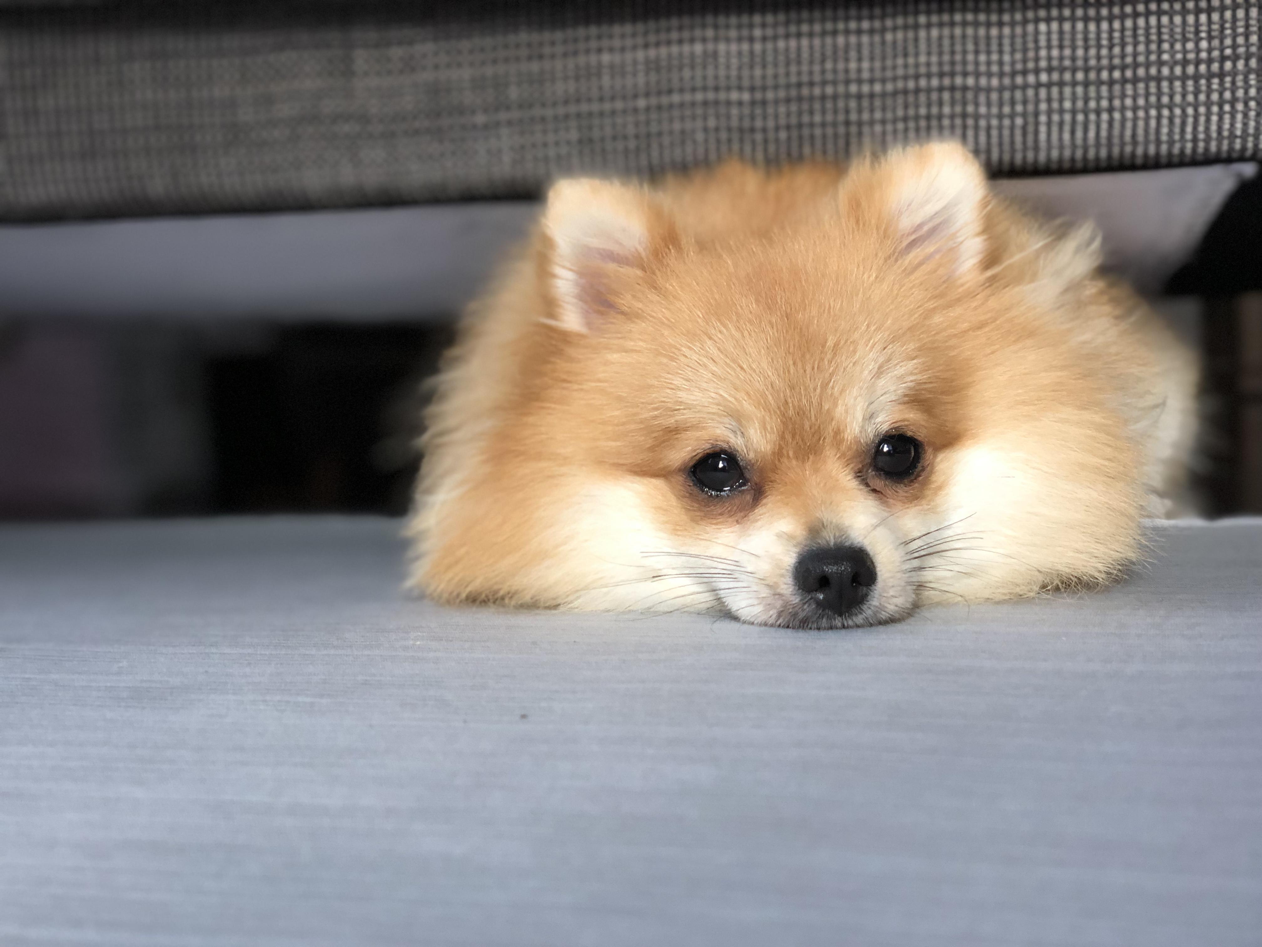 わんにゃんサイトの犬の写真