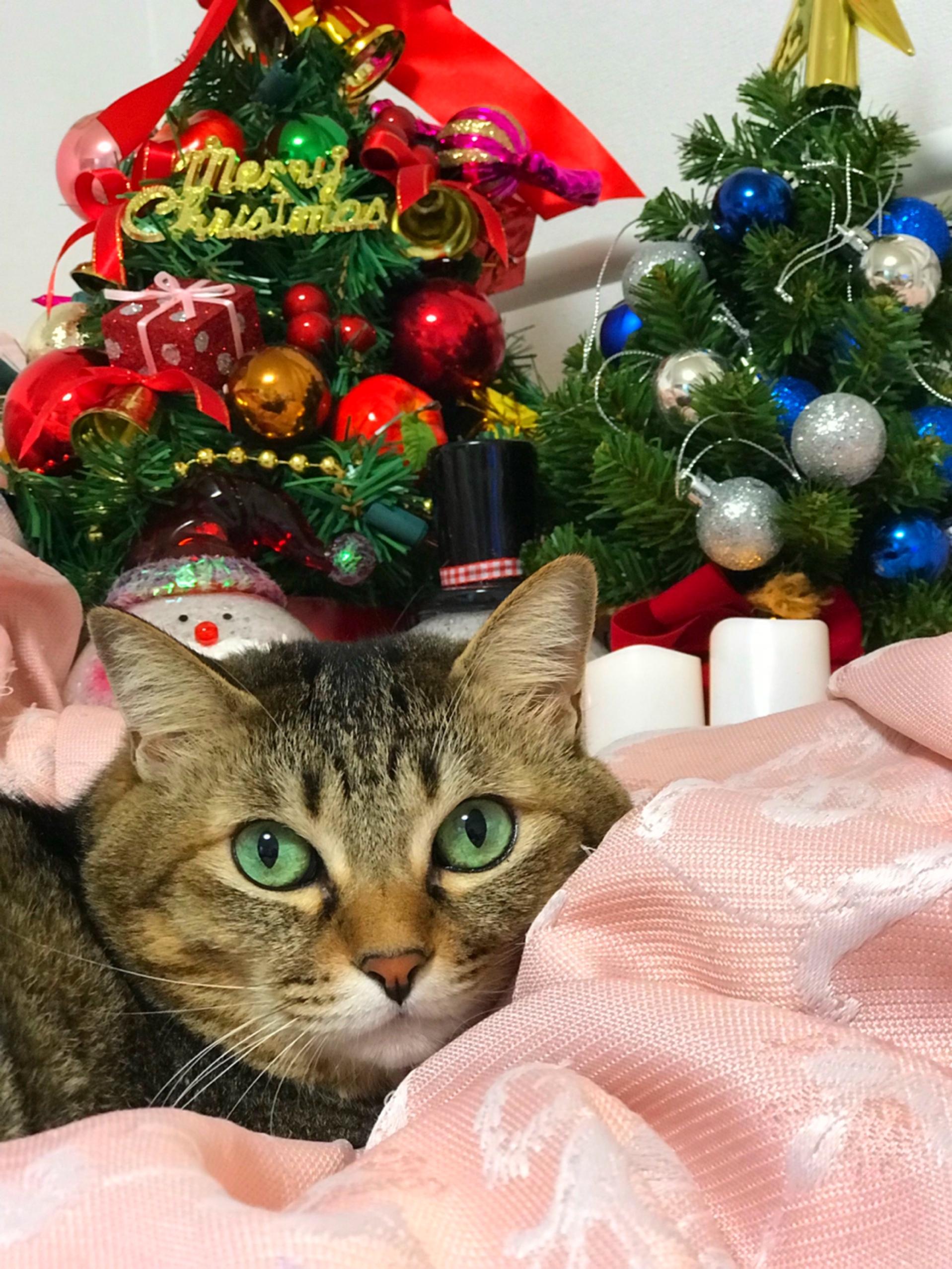 わんにゃんサイトの猫の写真