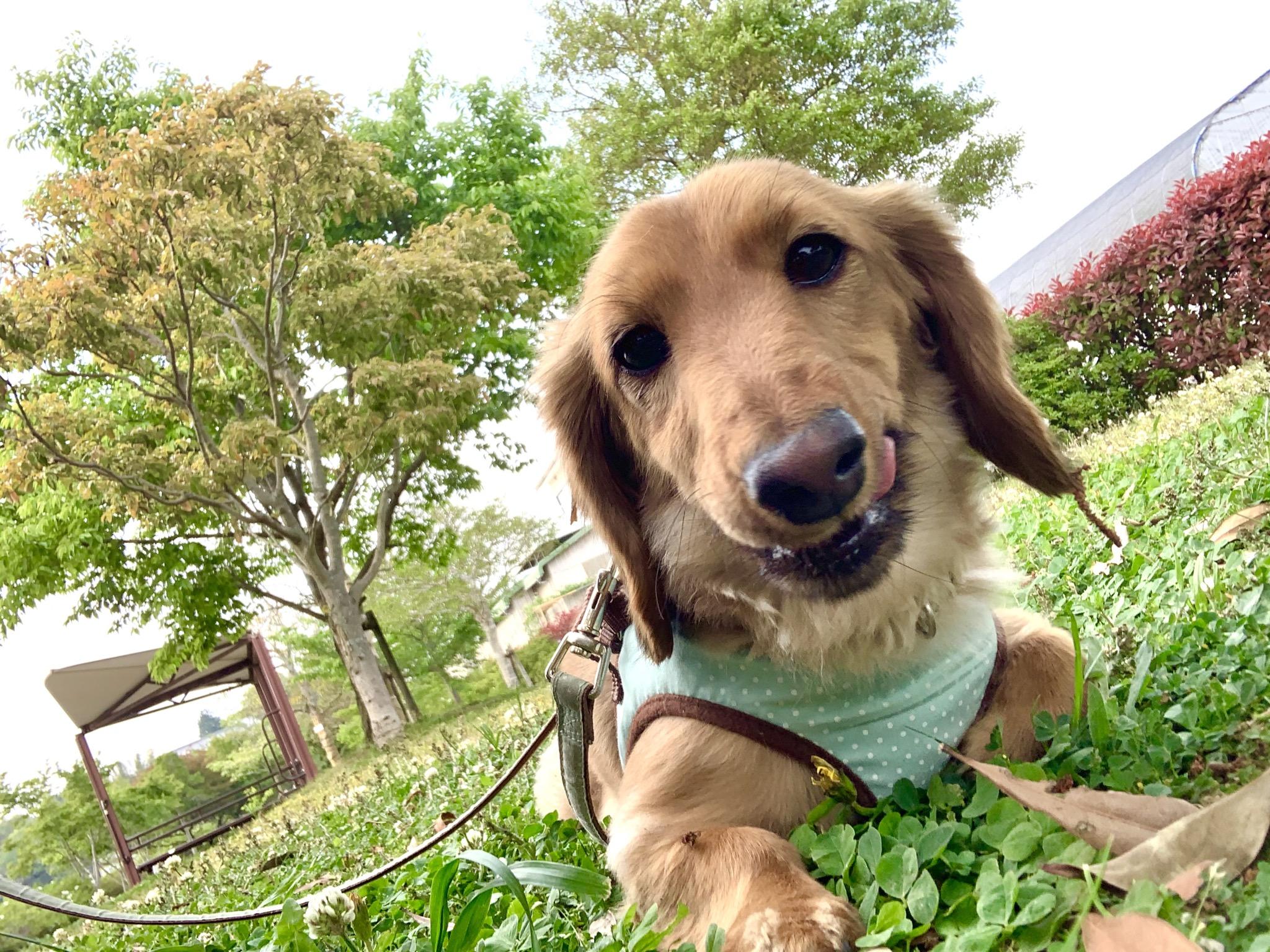 わんにゃんサイトの犬の写真