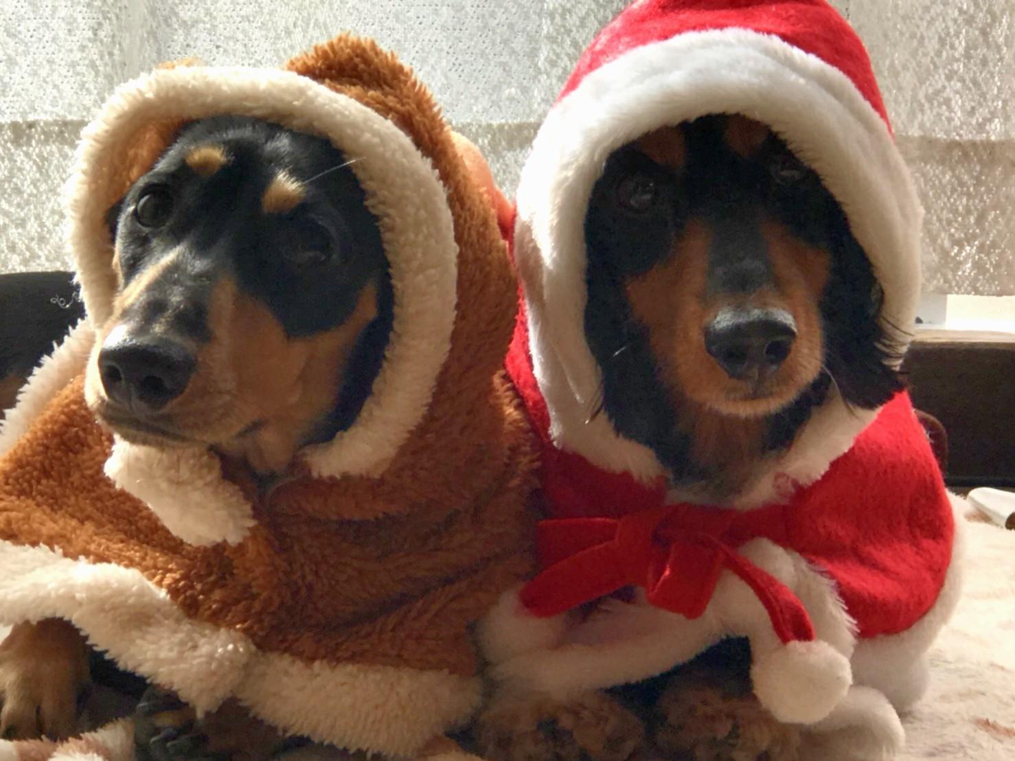 わんにゃんサイトの犬の写真