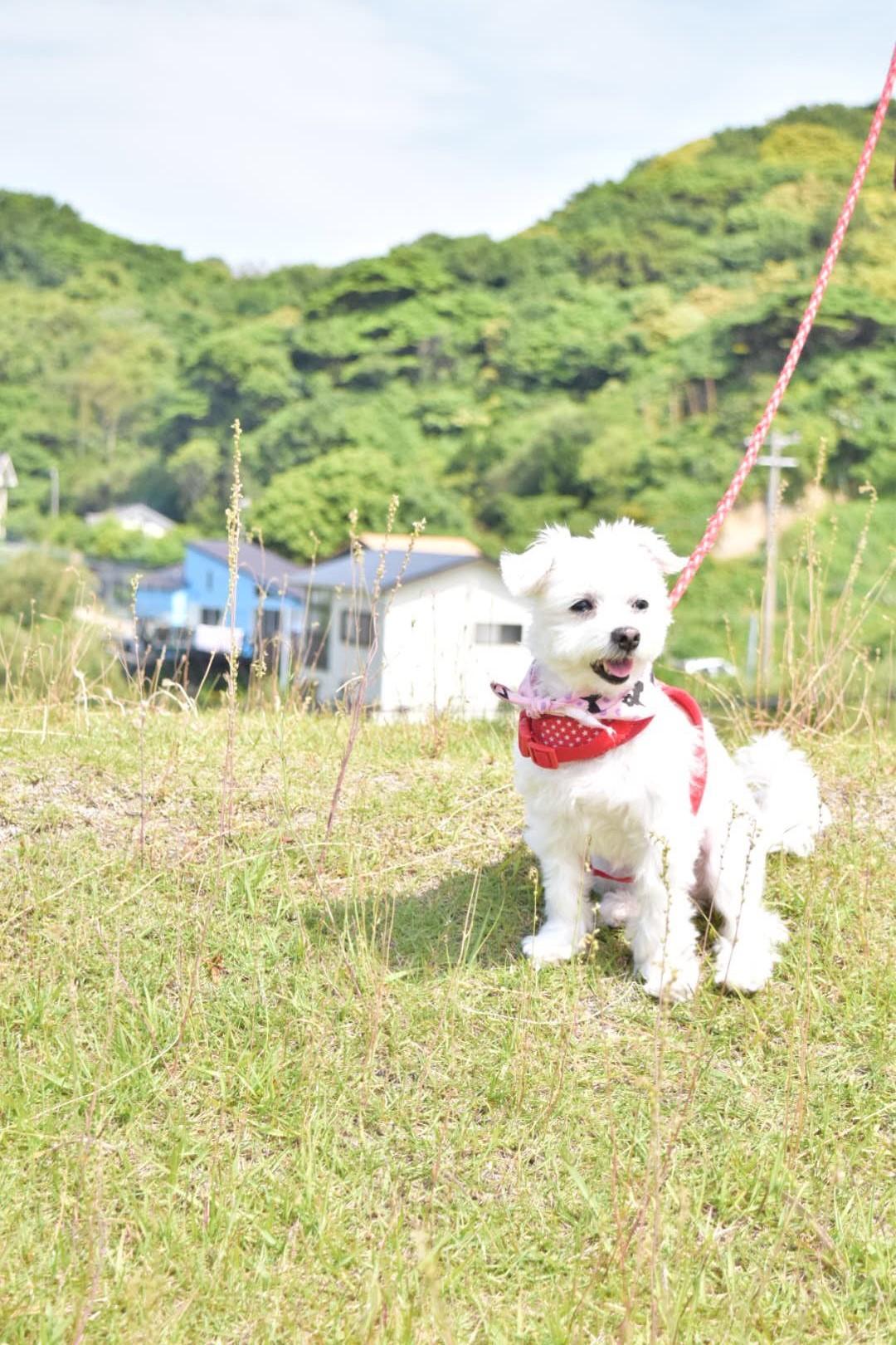 わんにゃんサイトの犬の写真