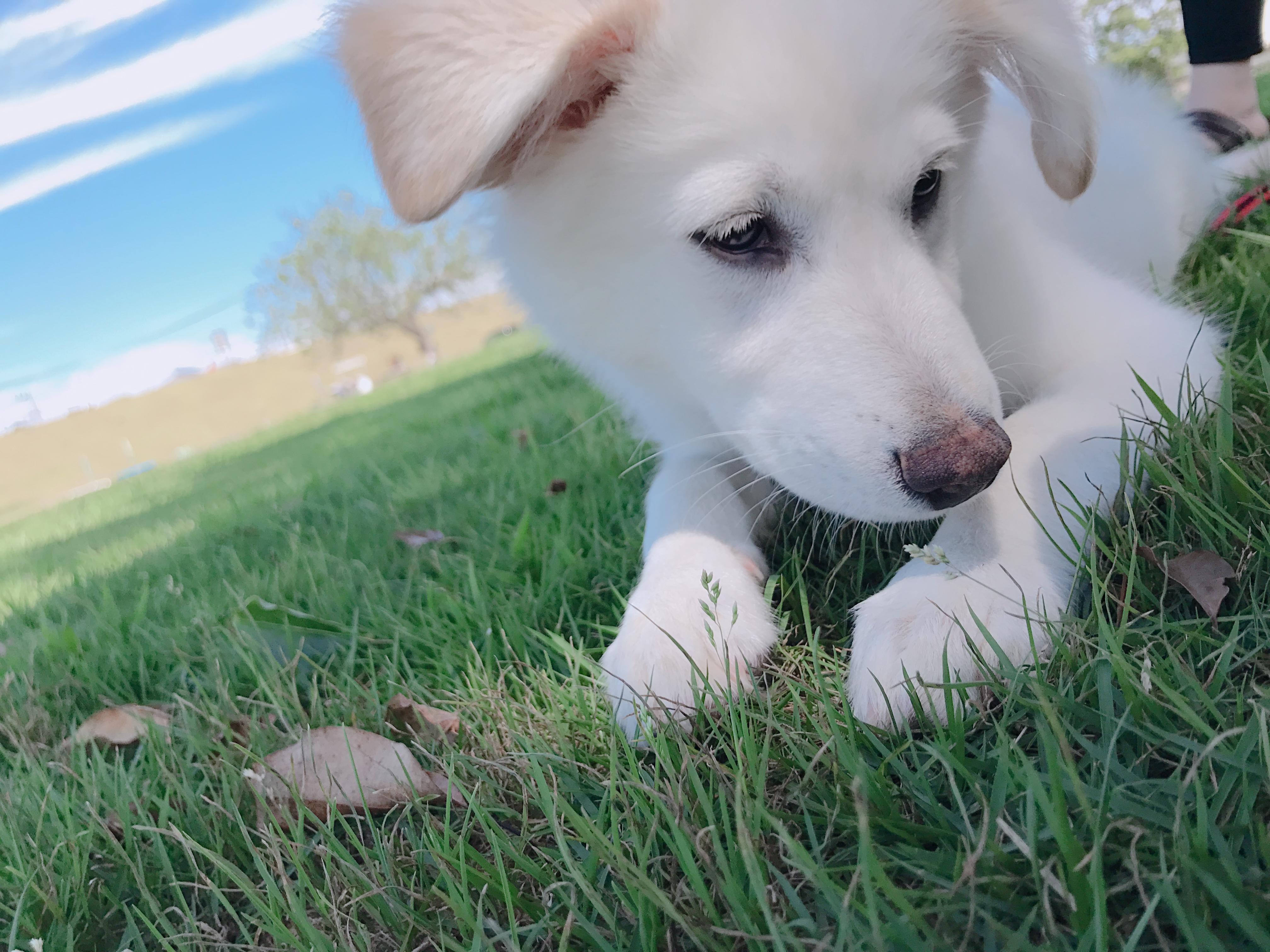 わんにゃんサイトの犬の写真