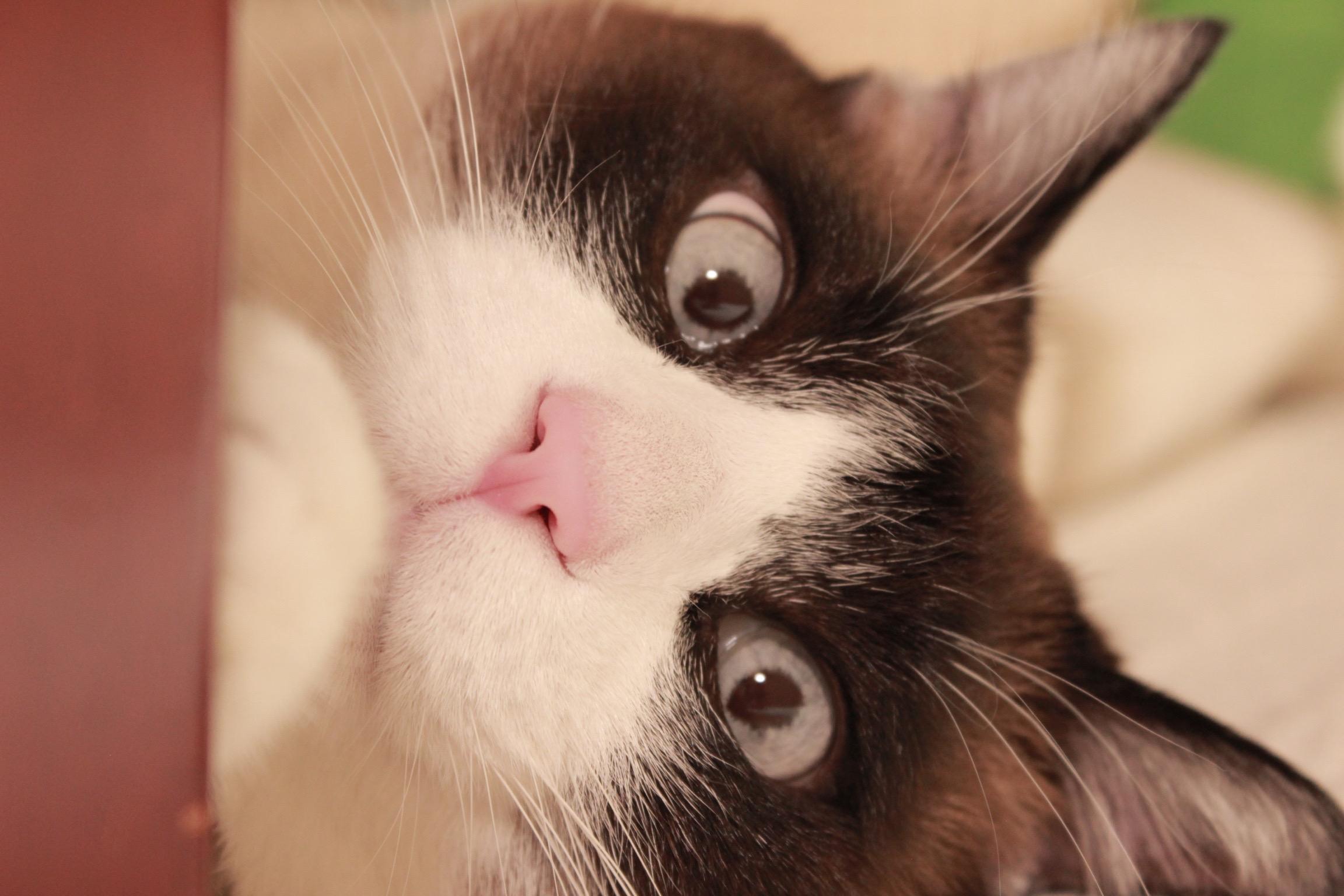 わんにゃんサイトの猫の写真