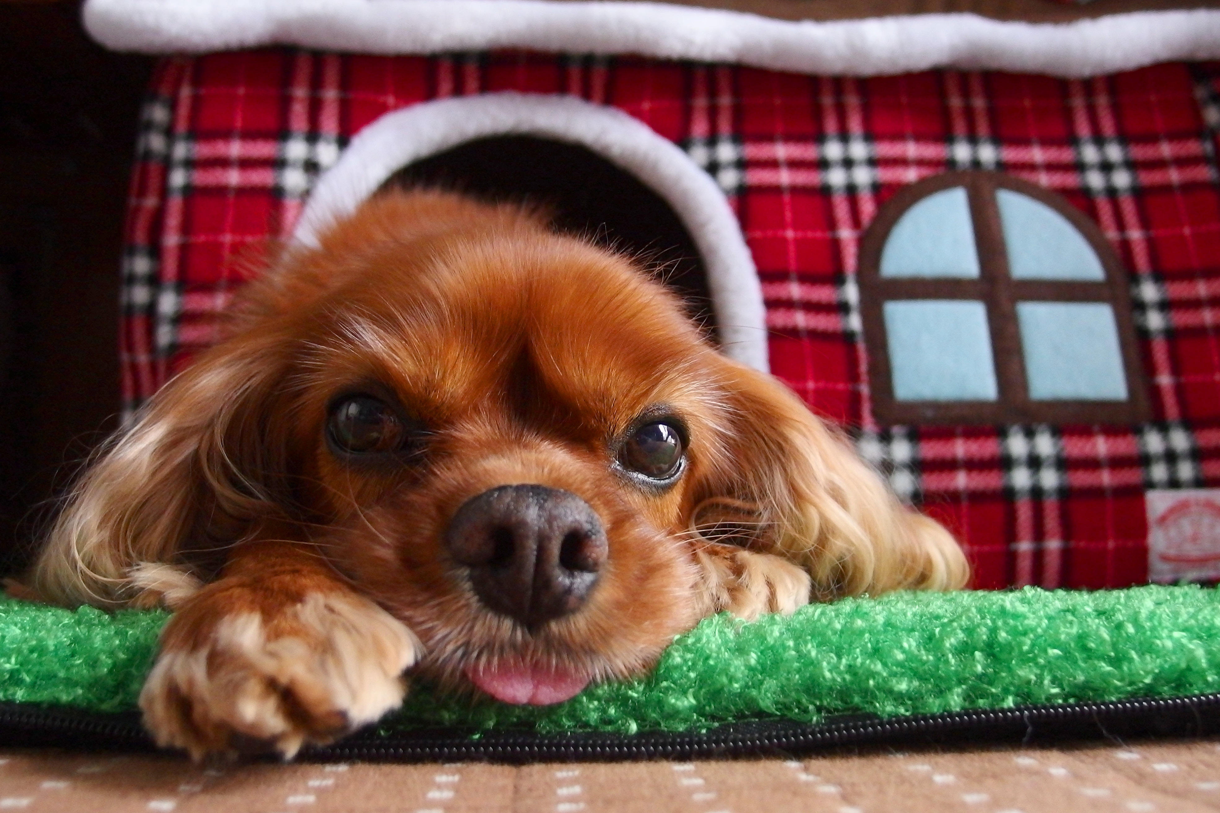 わんにゃんサイトの犬の写真