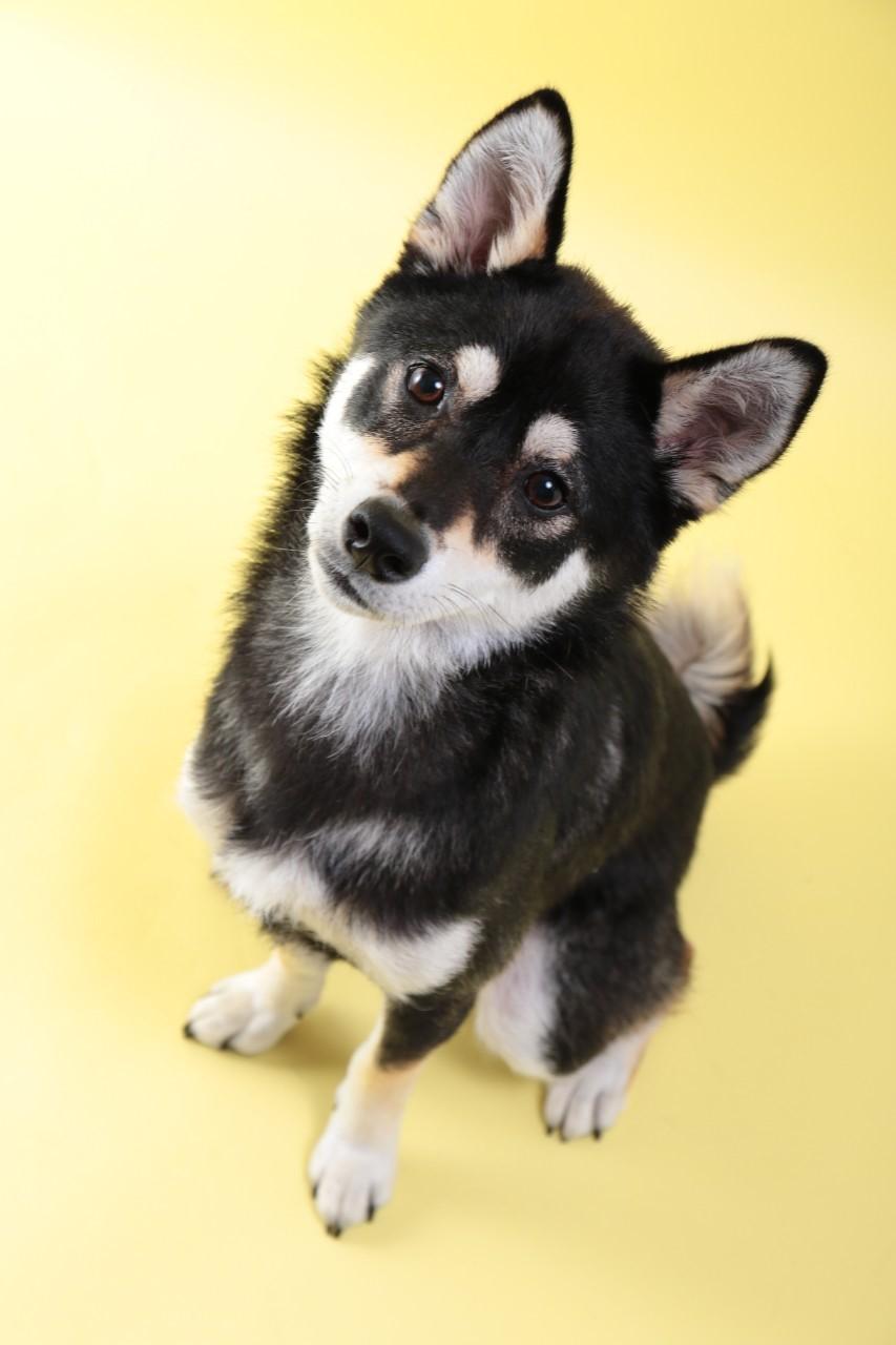 わんにゃんサイトの犬の写真