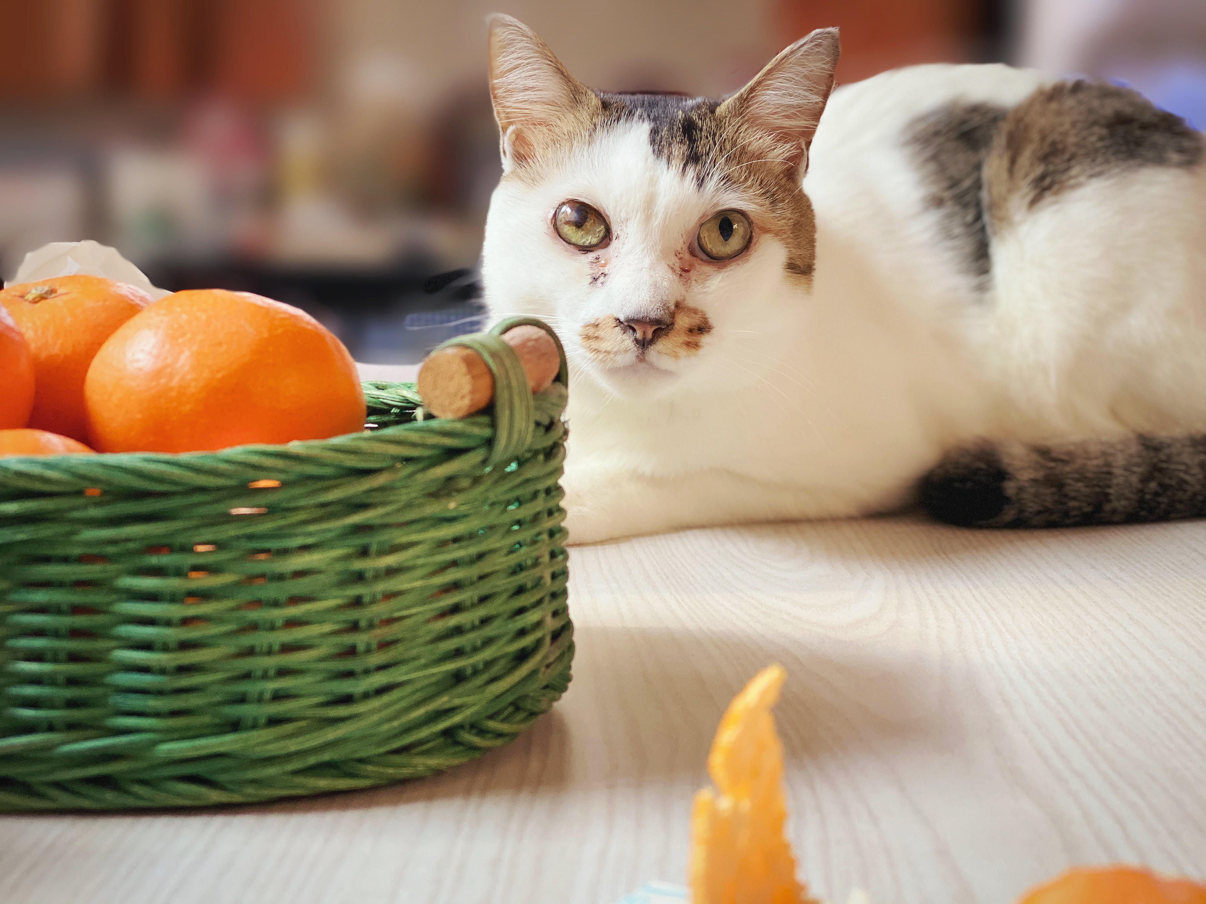 わんにゃんサイトの猫の写真