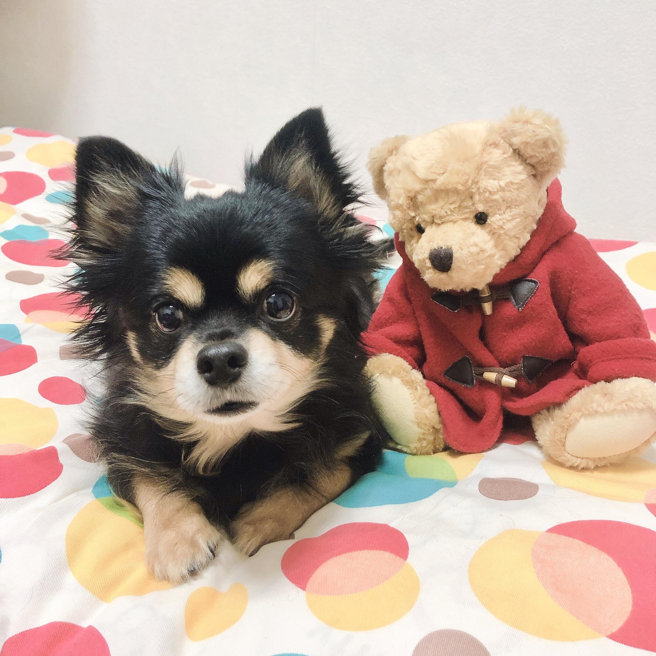 わんにゃんサイトの犬の写真