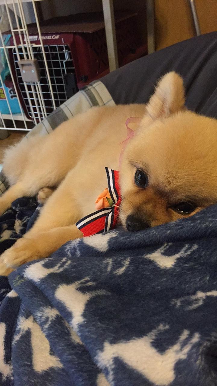 わんにゃんサイトの犬の写真