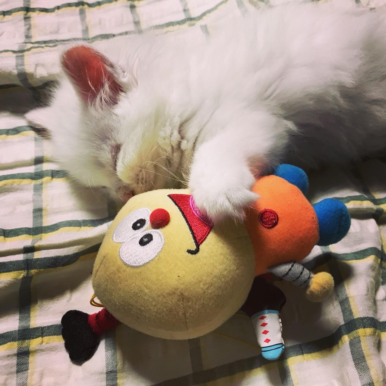 わんにゃんサイトの猫の写真