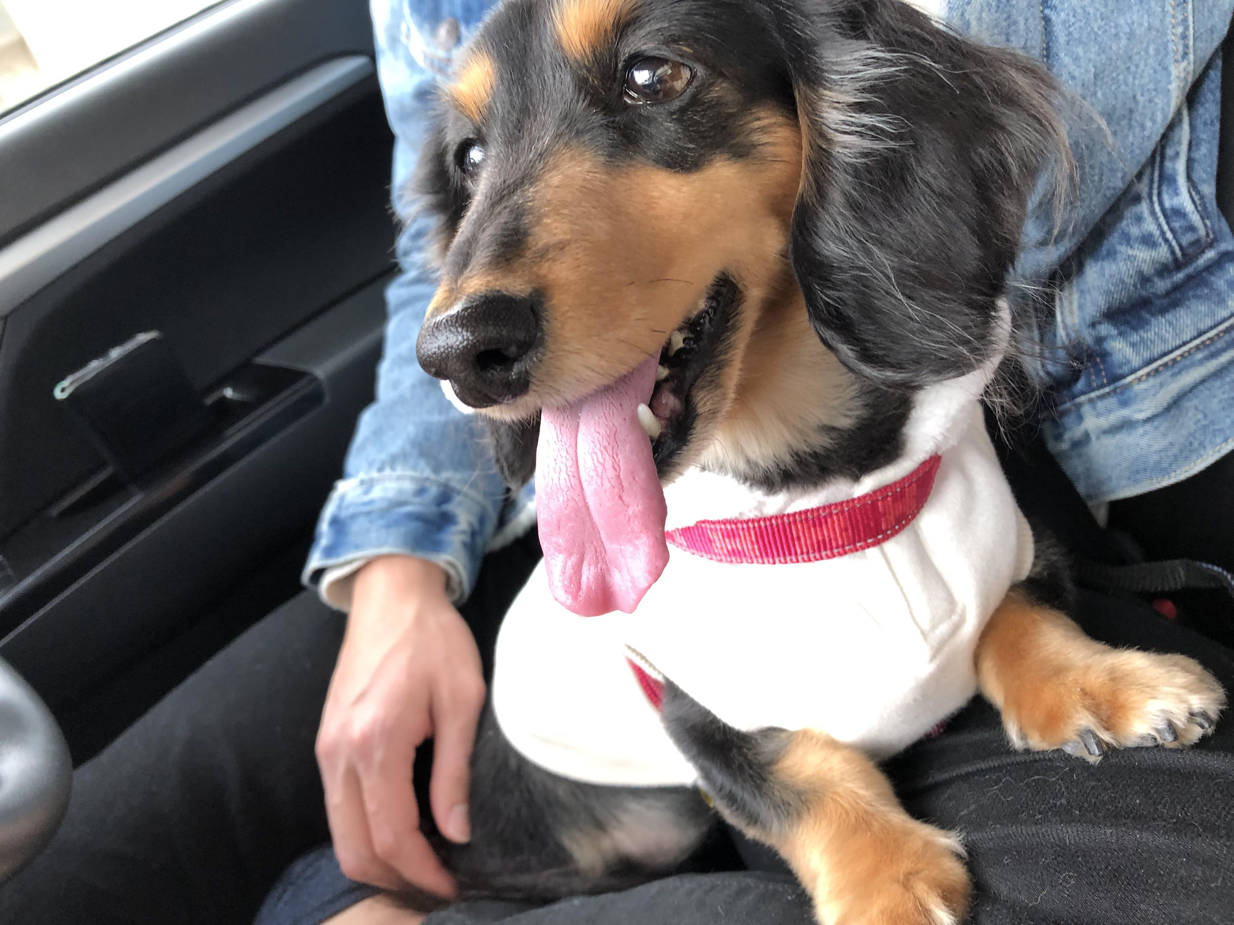 わんにゃんサイトの犬の写真