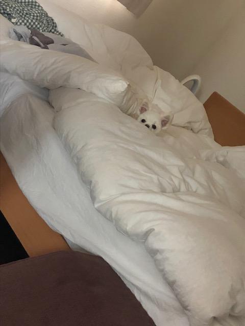 わんにゃんサイトの犬の写真