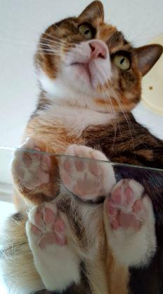 わんにゃんサイトの猫の写真