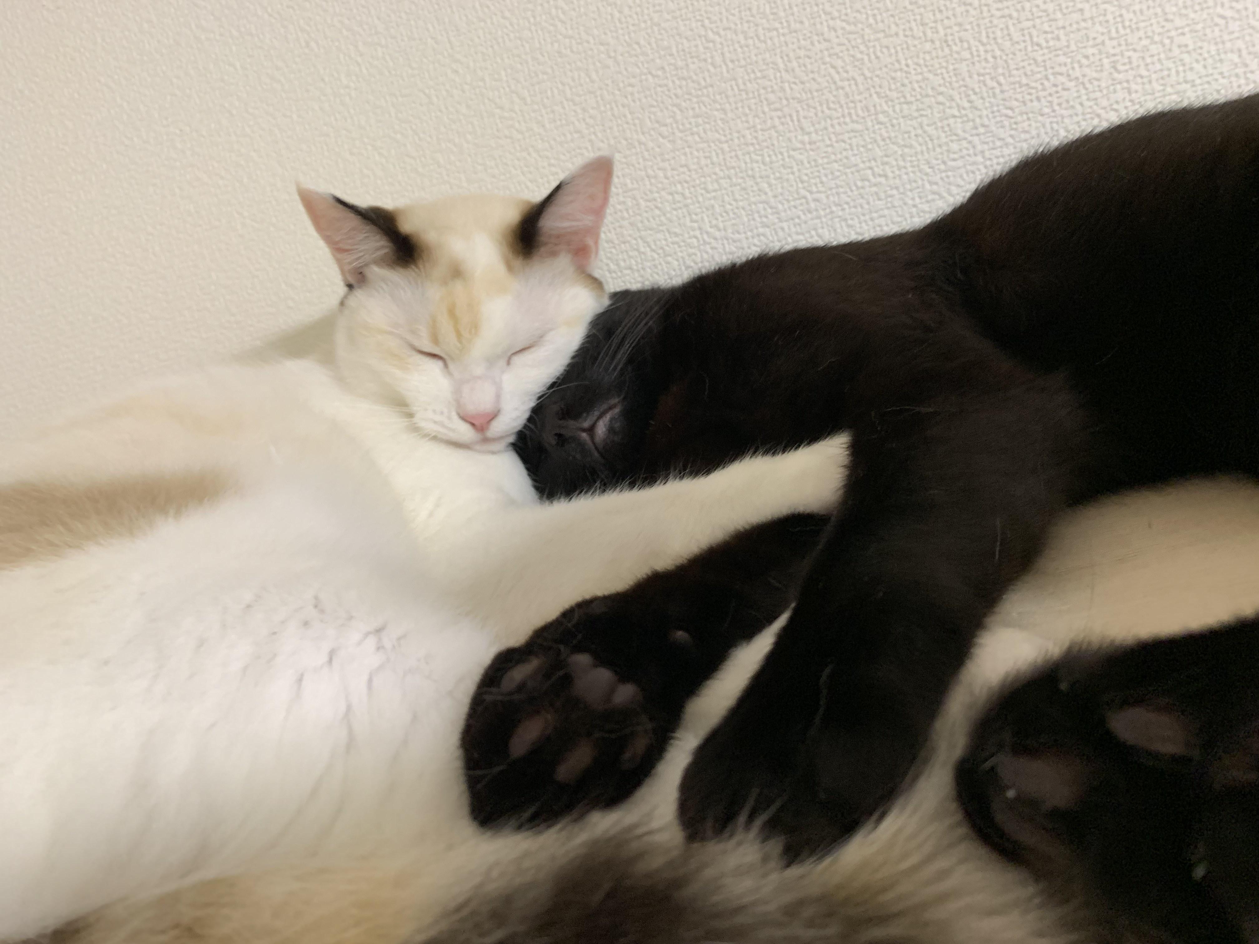 わんにゃんサイトの猫の写真