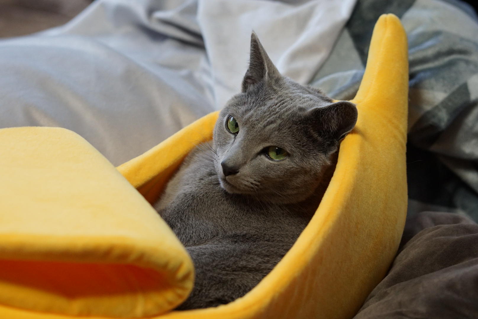 わんにゃんサイトの猫の写真