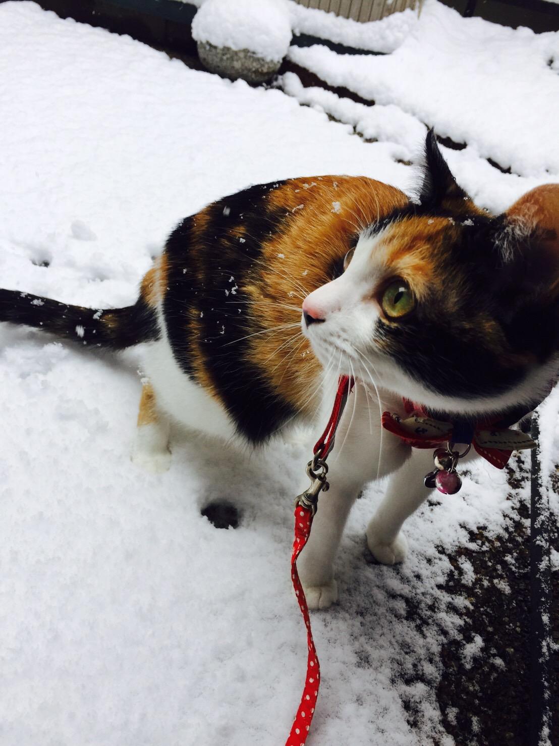 わんにゃんサイトの猫の写真