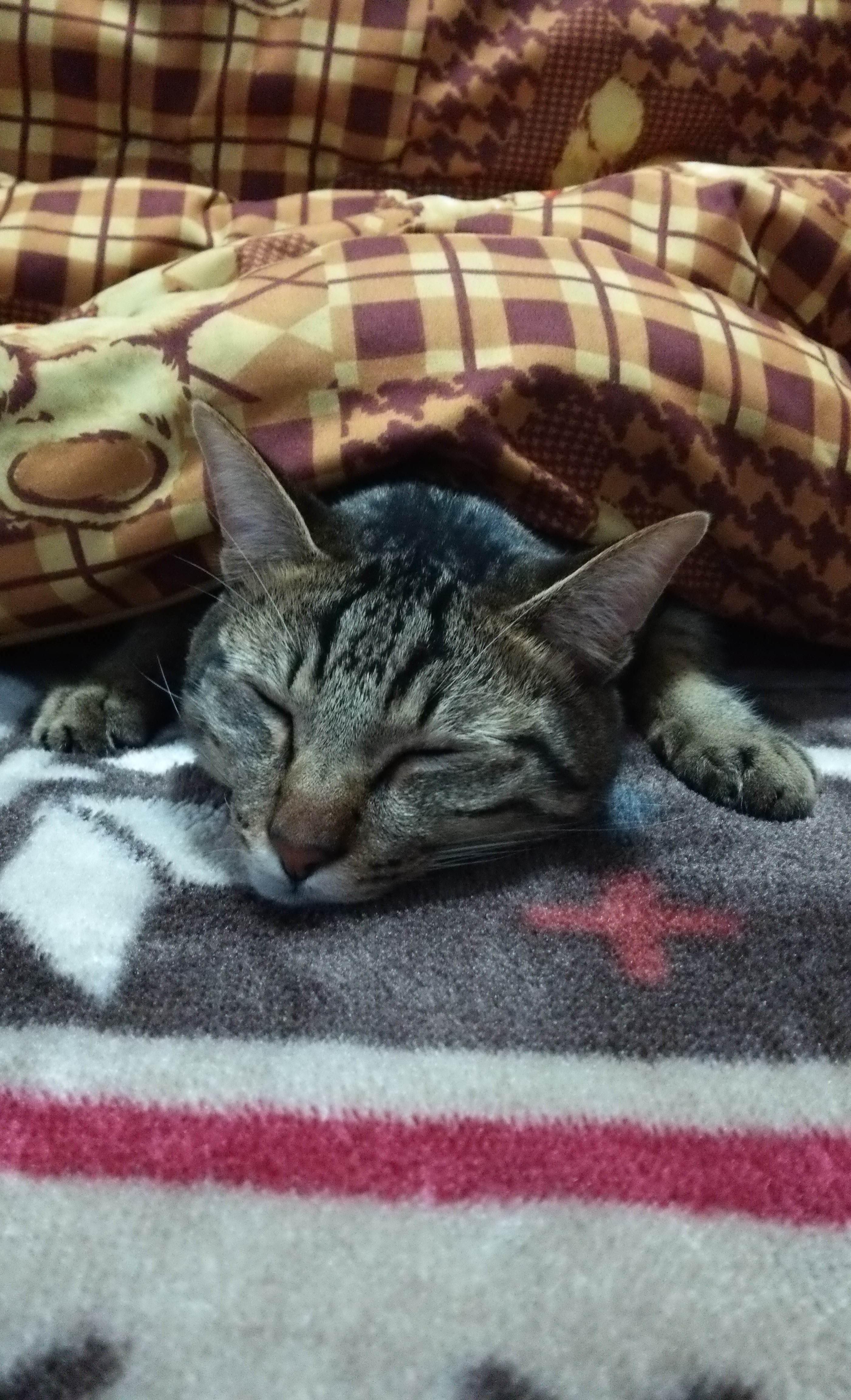 わんにゃんサイトの猫の写真