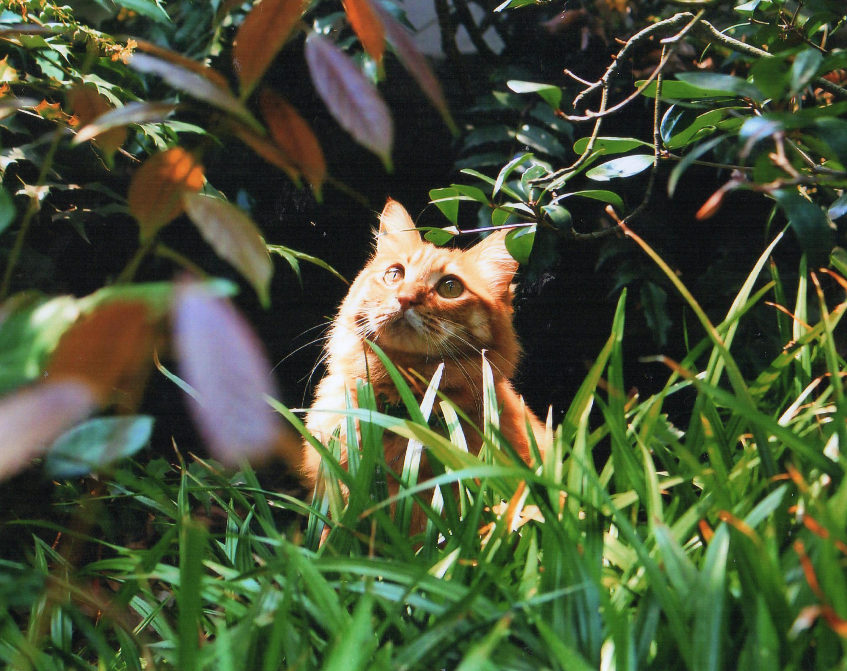 わんにゃんサイトの猫の写真