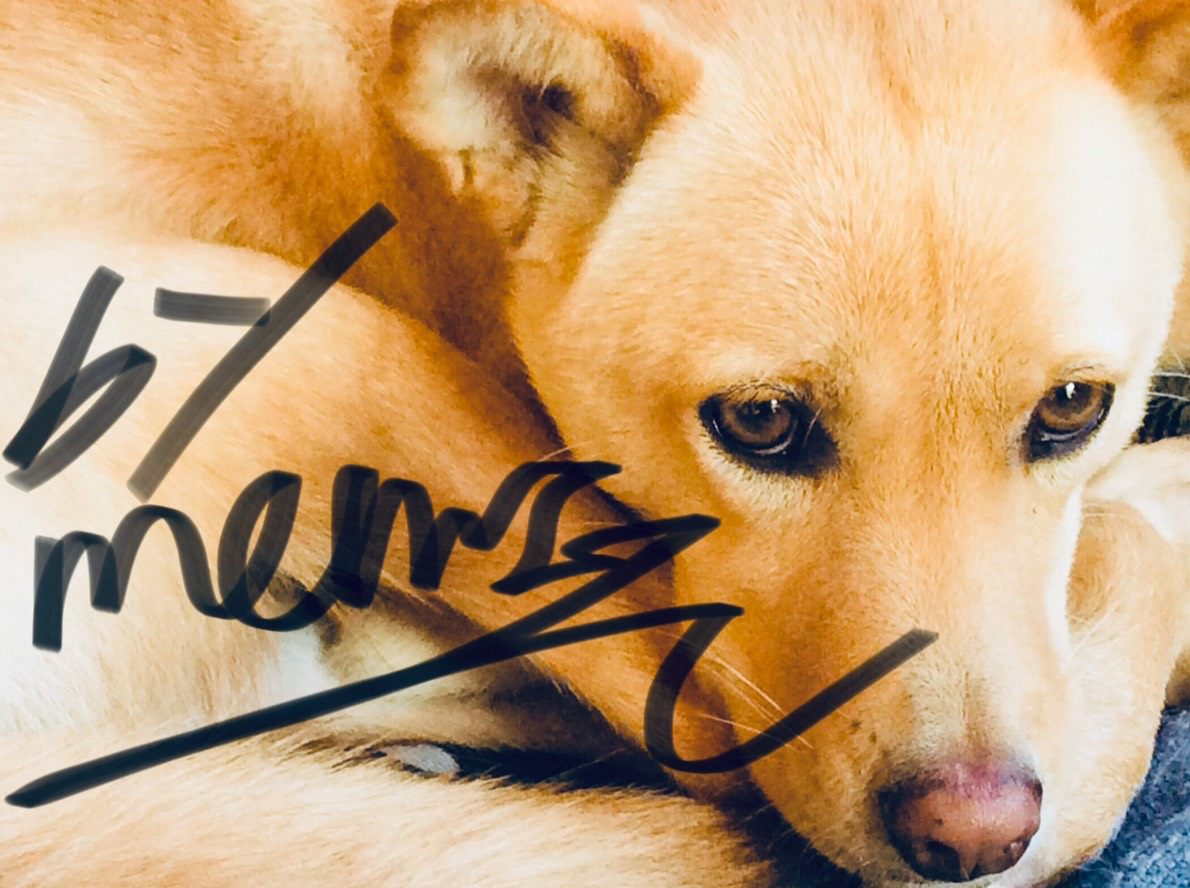 わんにゃんサイトの犬の写真