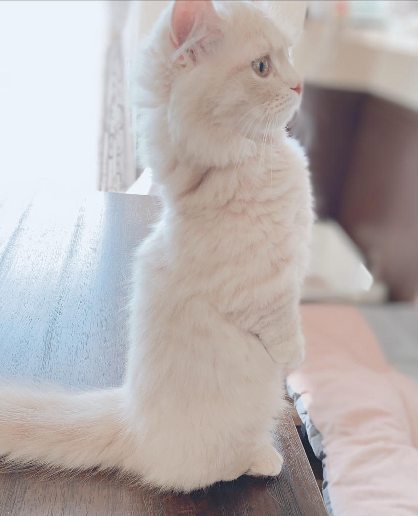 わんにゃんサイトの猫の写真