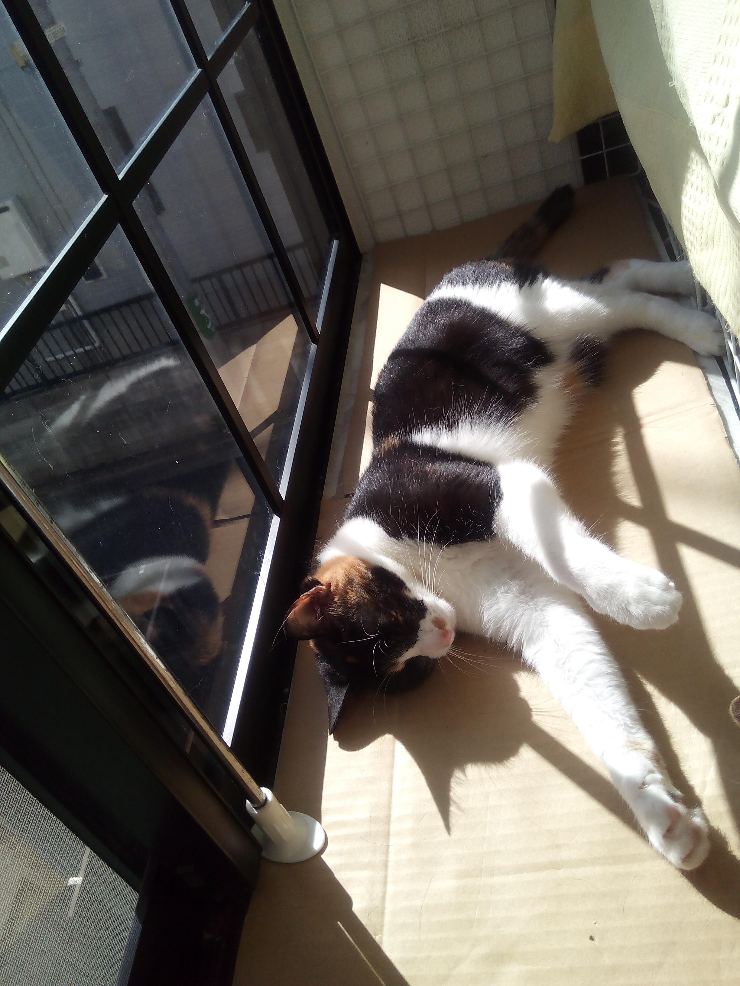 わんにゃんサイトの猫の写真