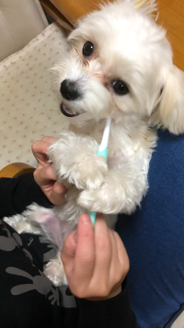 わんにゃんサイトの犬の写真