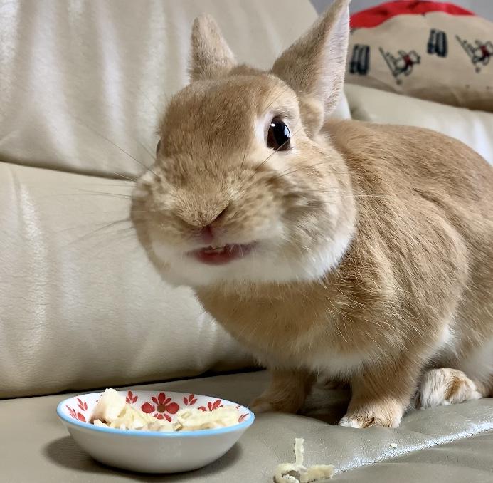 わんにゃんサイトのその他の写真