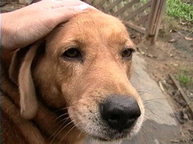 わんにゃんサイトの犬の写真