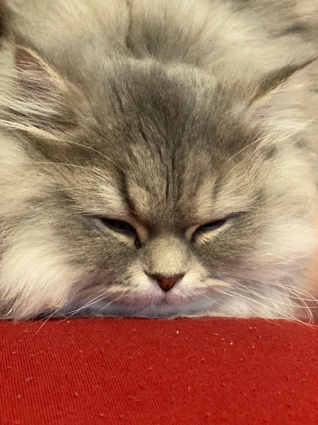 わんにゃんサイトの猫の写真