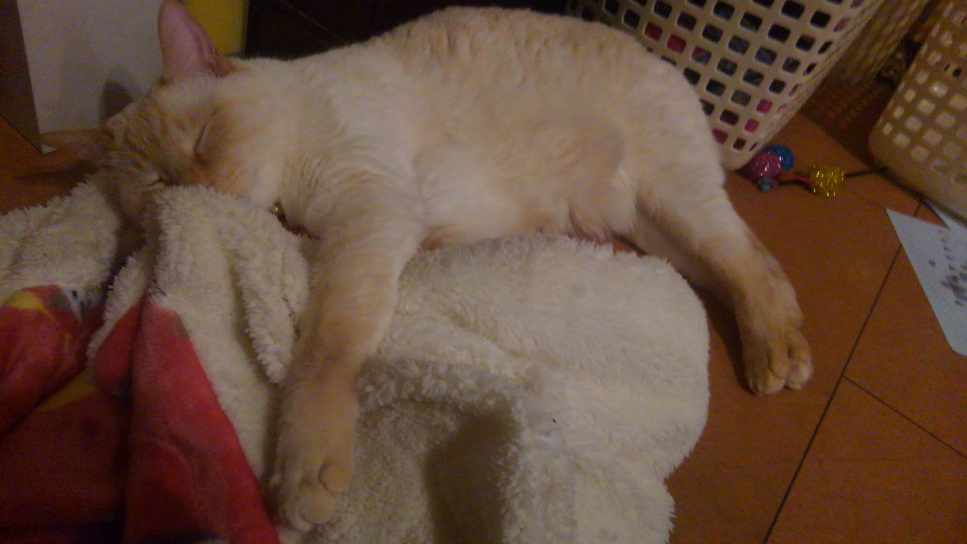 わんにゃんサイトの猫の写真