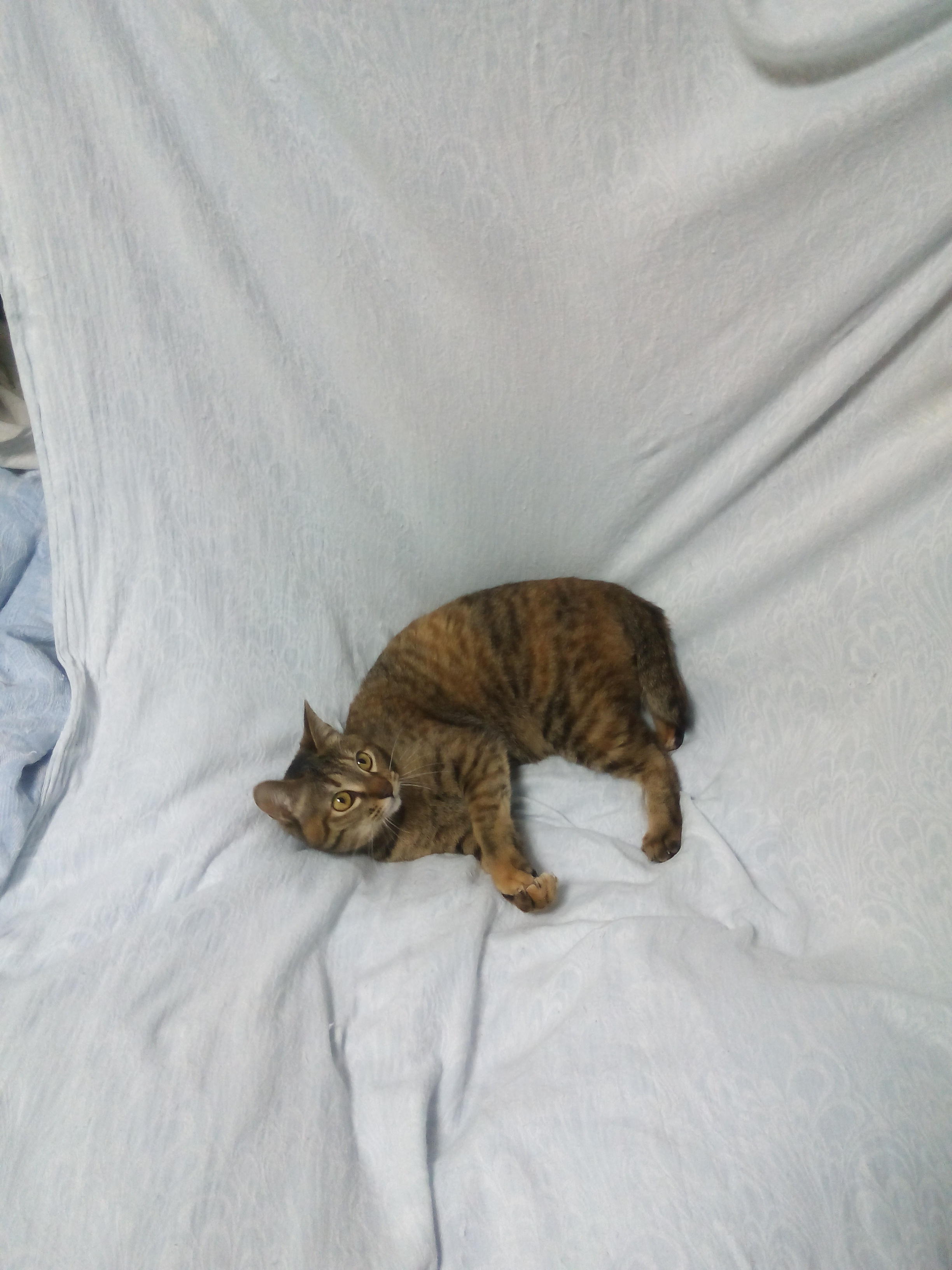 わんにゃんサイトの猫の写真