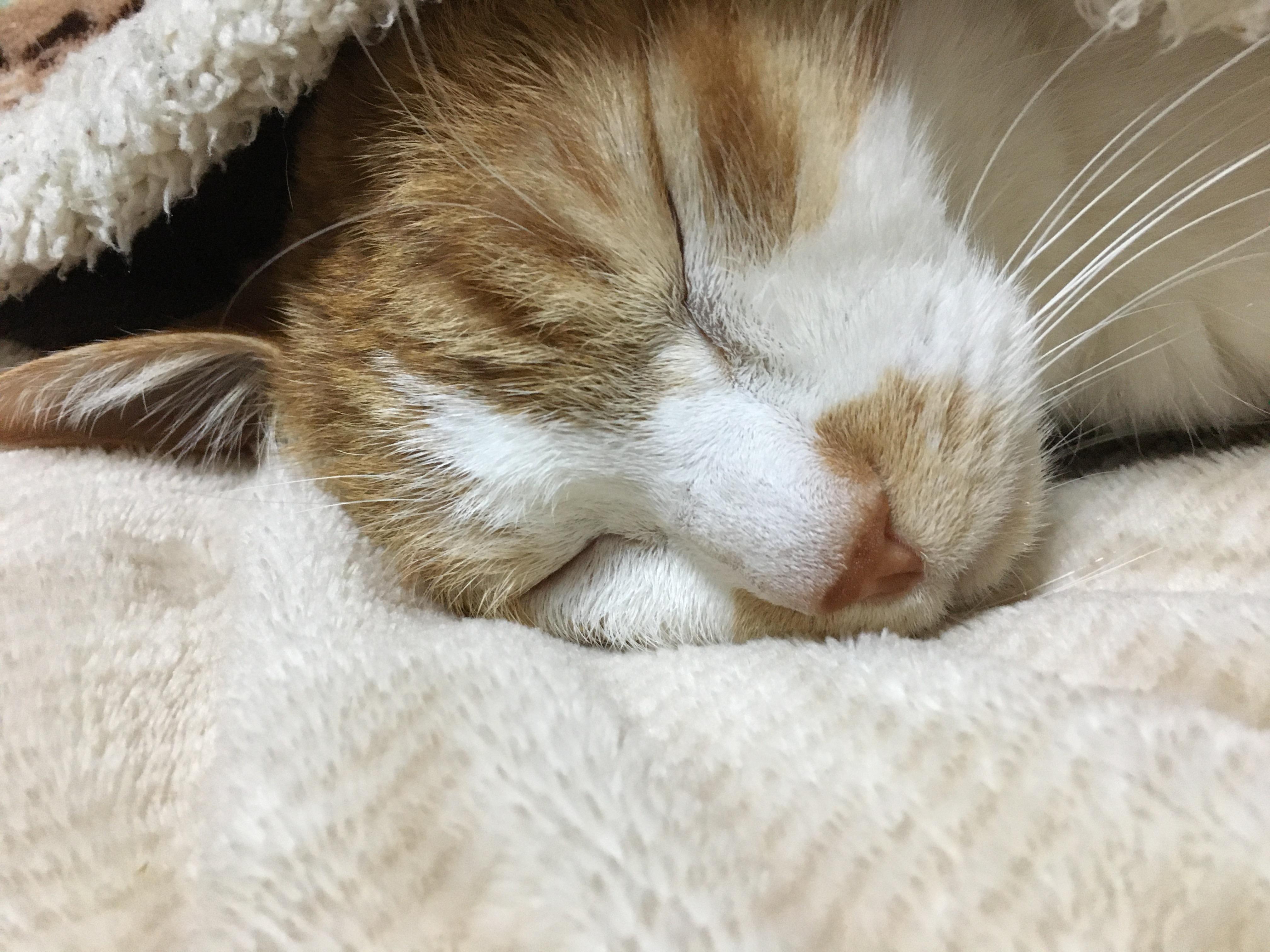 わんにゃんサイトの猫の写真