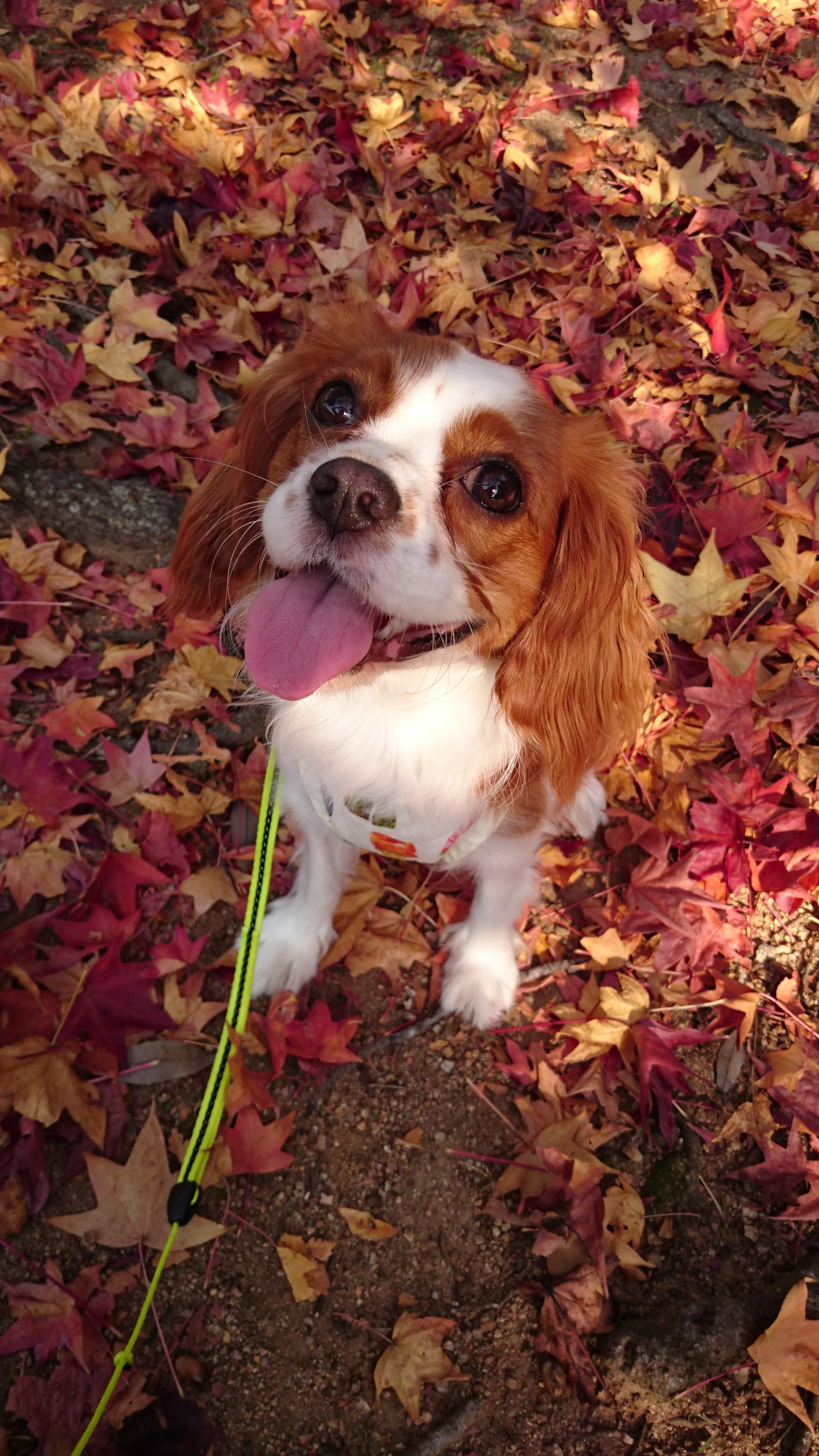 わんにゃんサイトの犬の写真