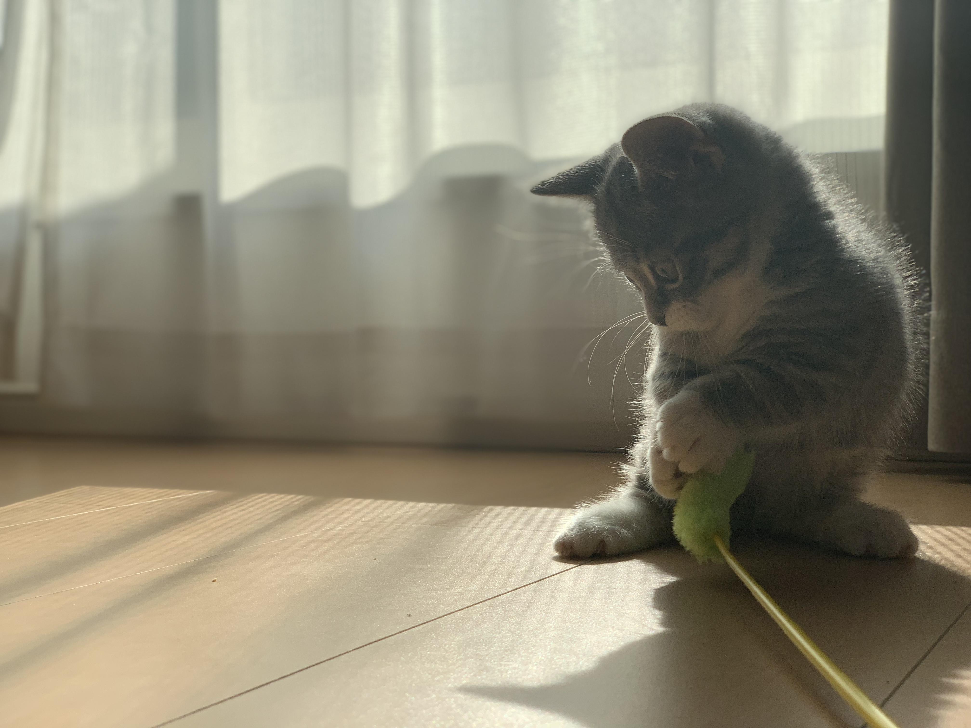 わんにゃんサイトの猫の写真