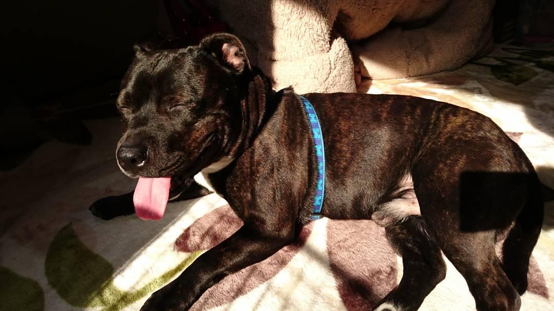 わんにゃんサイトの犬の写真