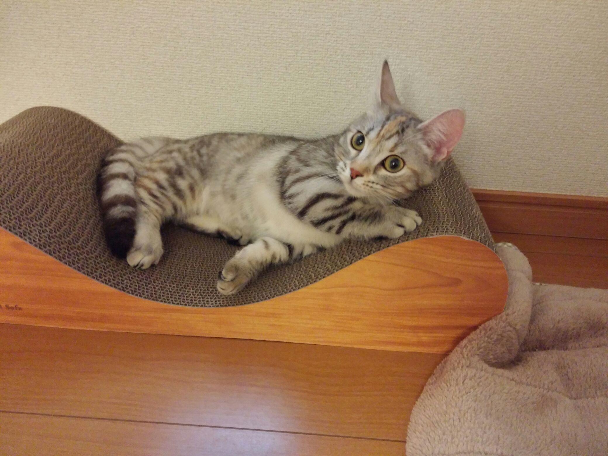 わんにゃんサイトの猫の写真